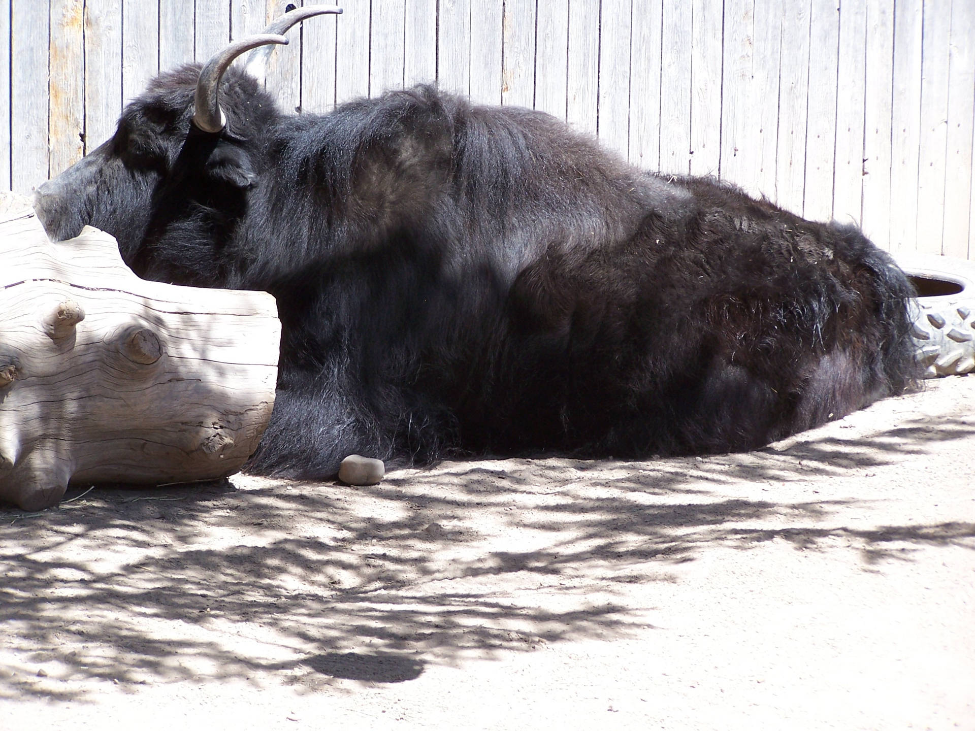 Yak Black Resting In Front Of Wooden Wall