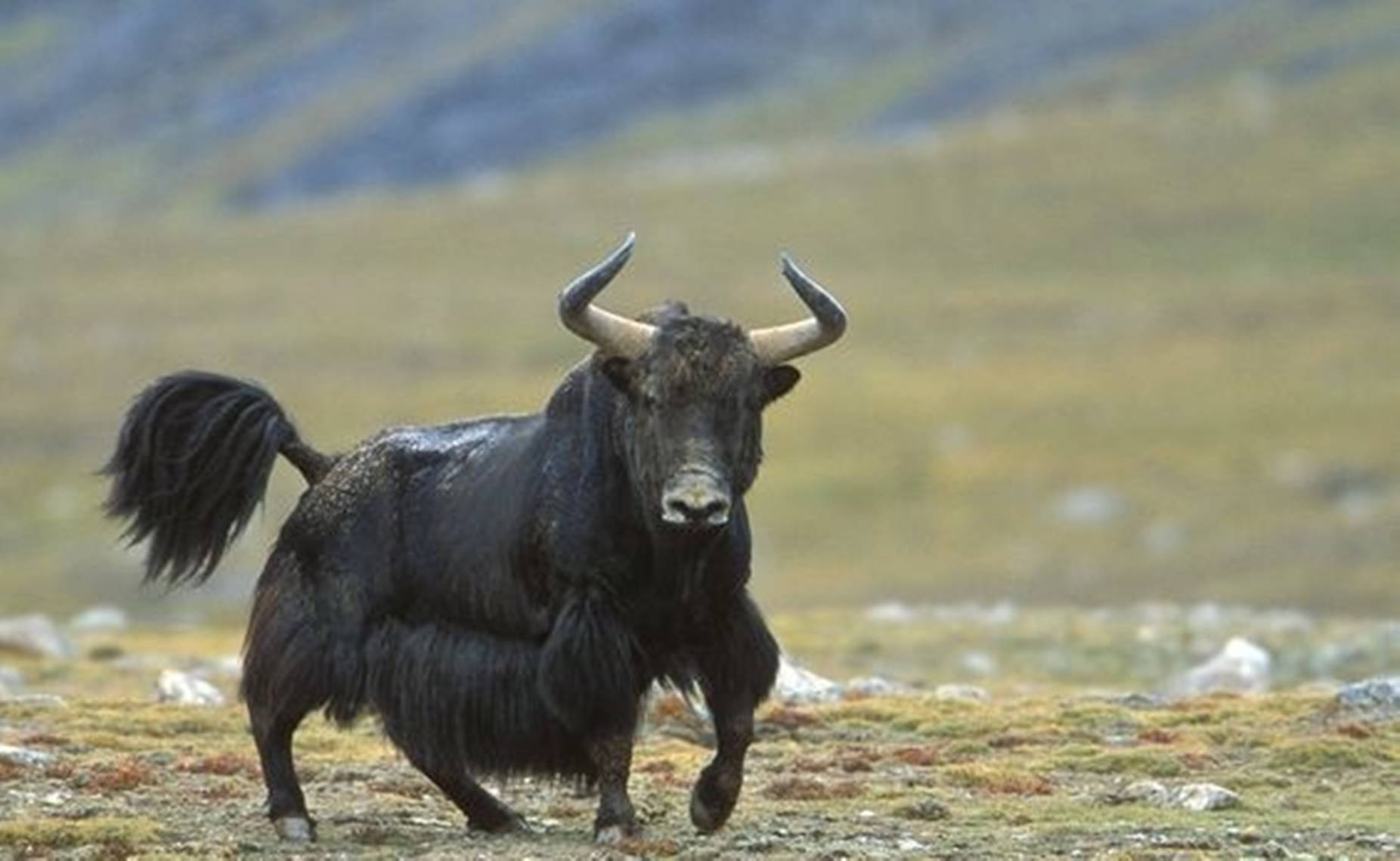 Yak Black Running On Grass Background