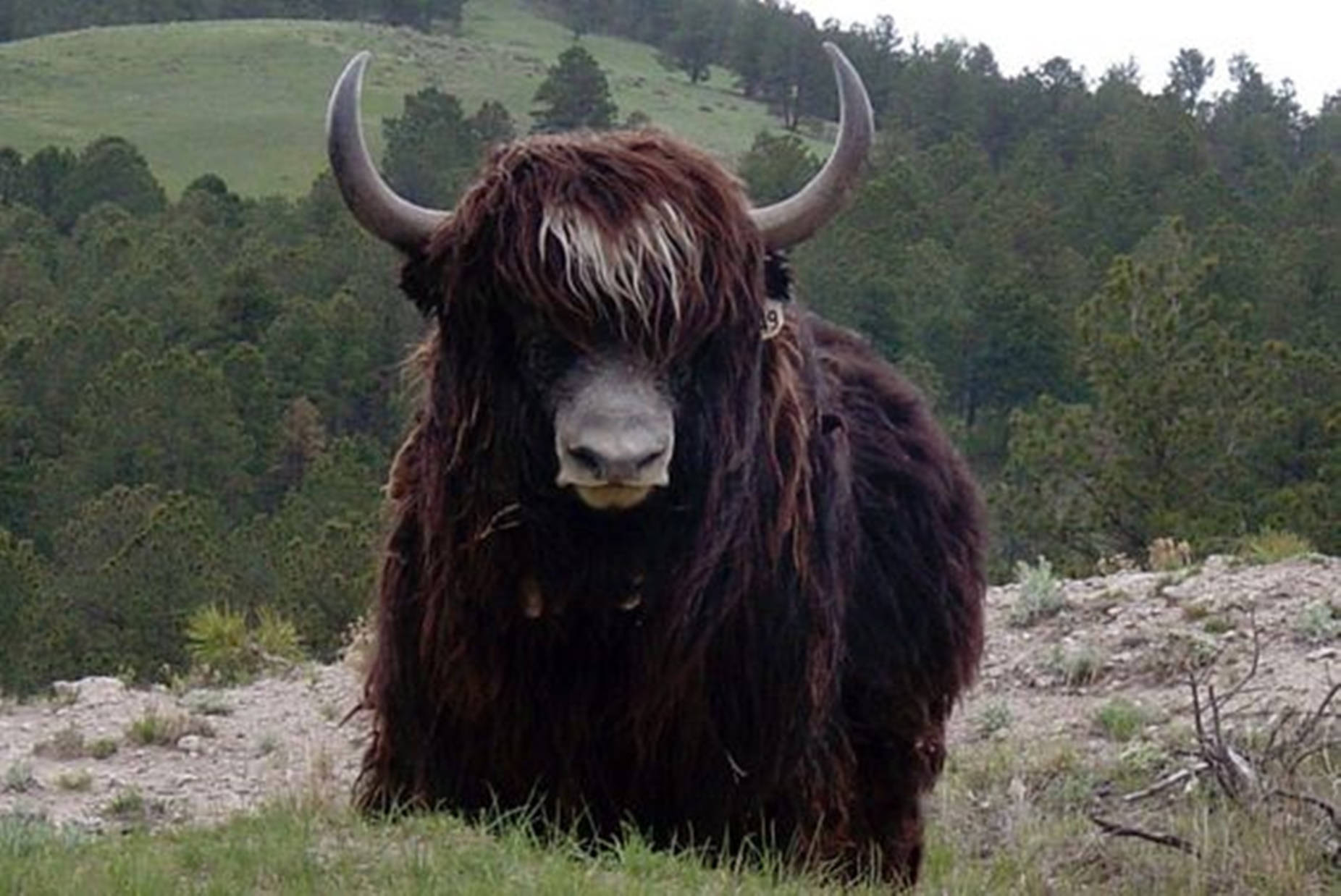 Yak Black With Forest Background Background