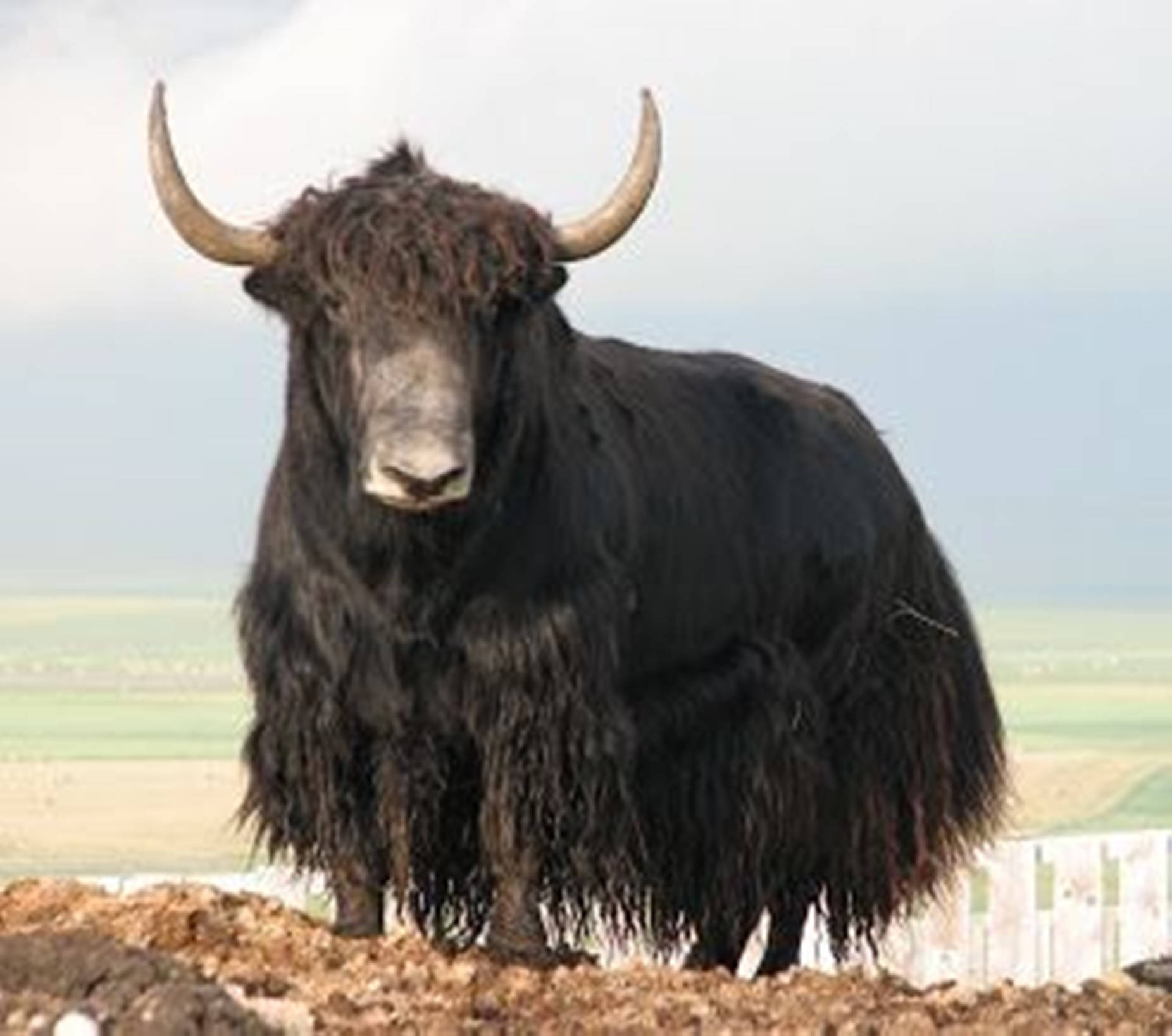 Yak Black With Long Fur On Grass Background