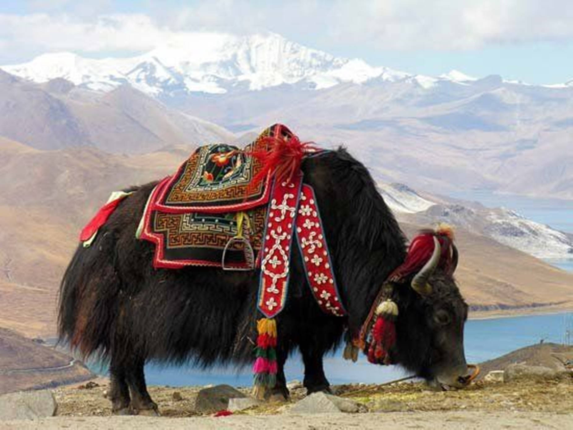 Yak Black With Red Saddle Eating Grass