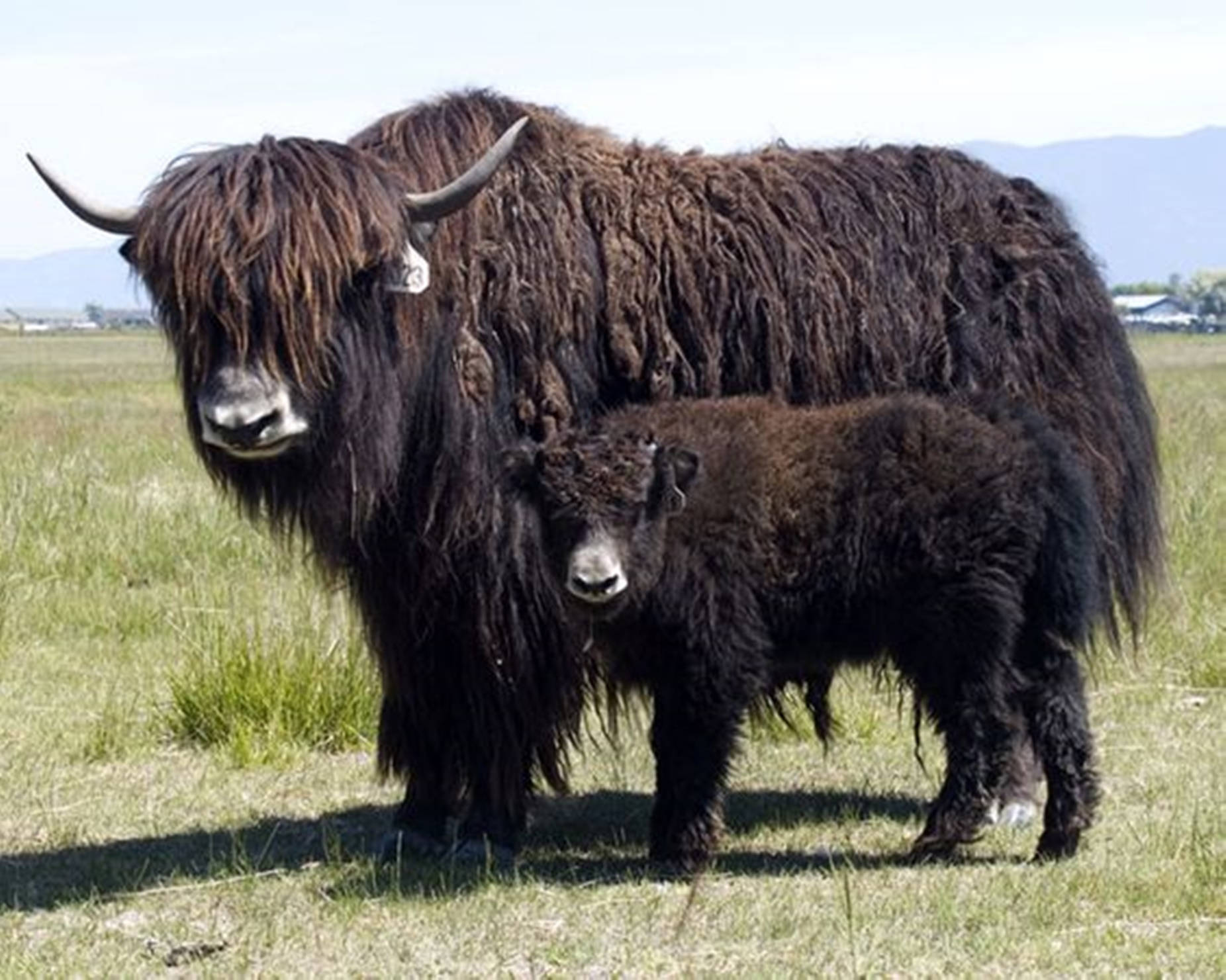 Yak Brown Adult And Baby On Grass Background