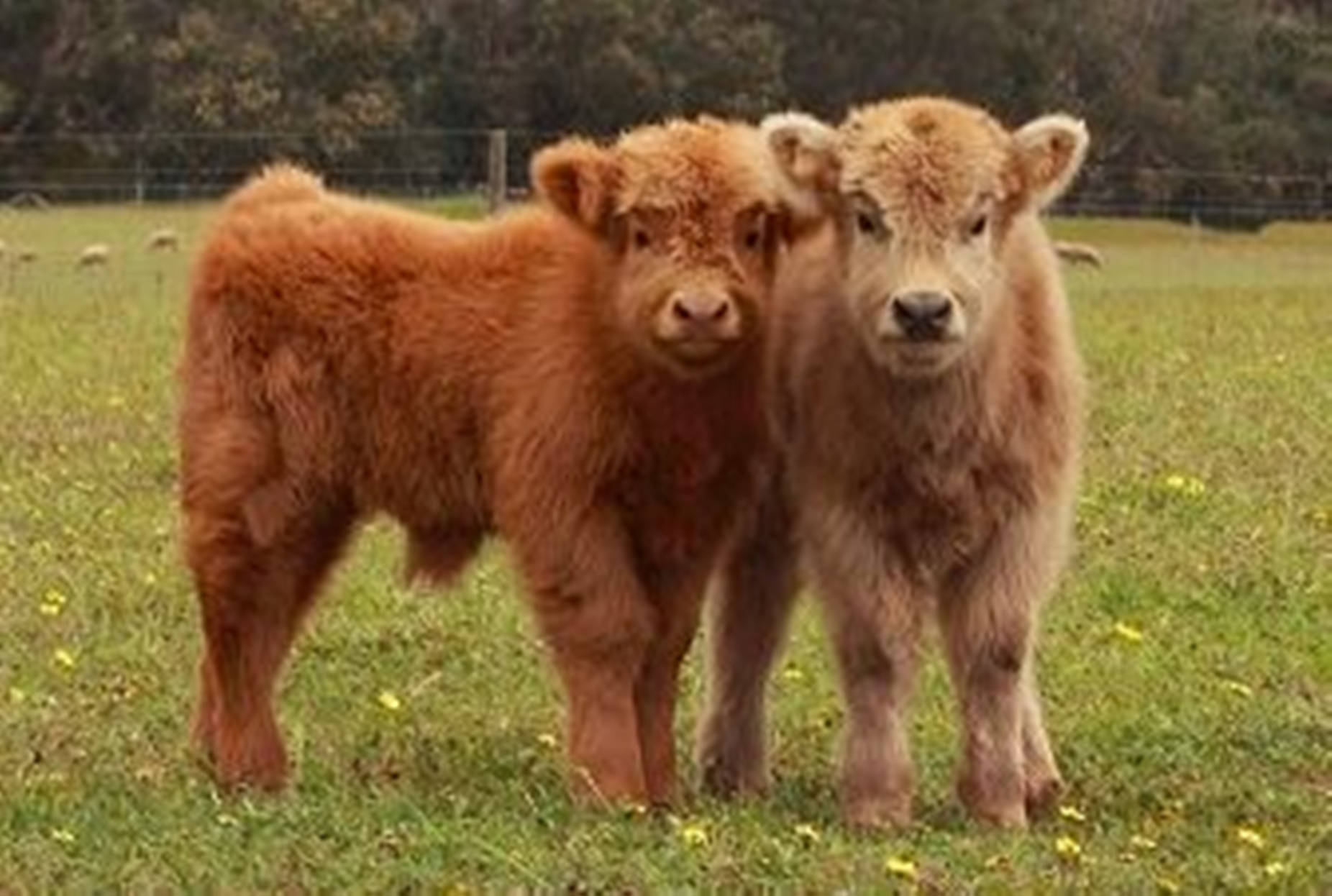 Yak Brown Aesthetic Pair On Grass Background