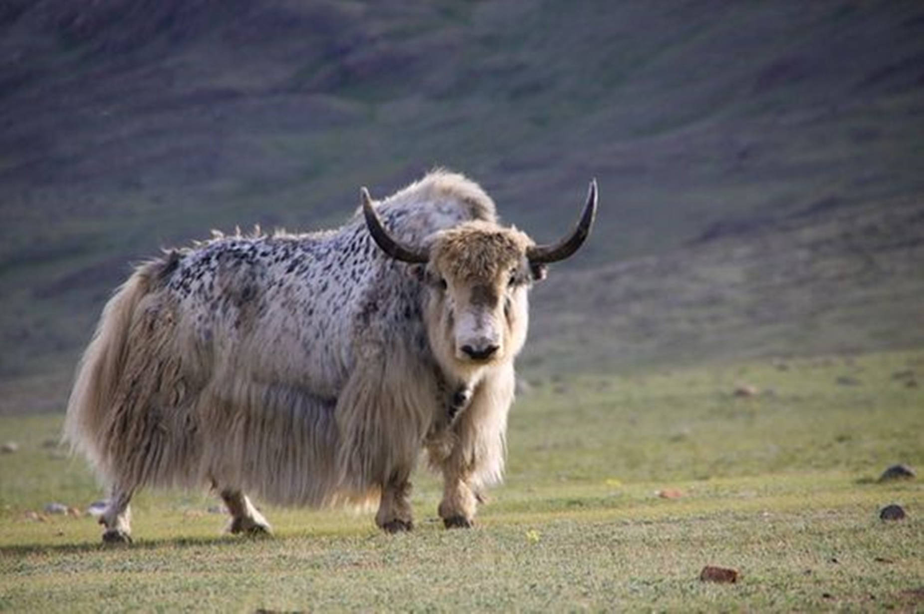 Yak Brown And White On Grass Background