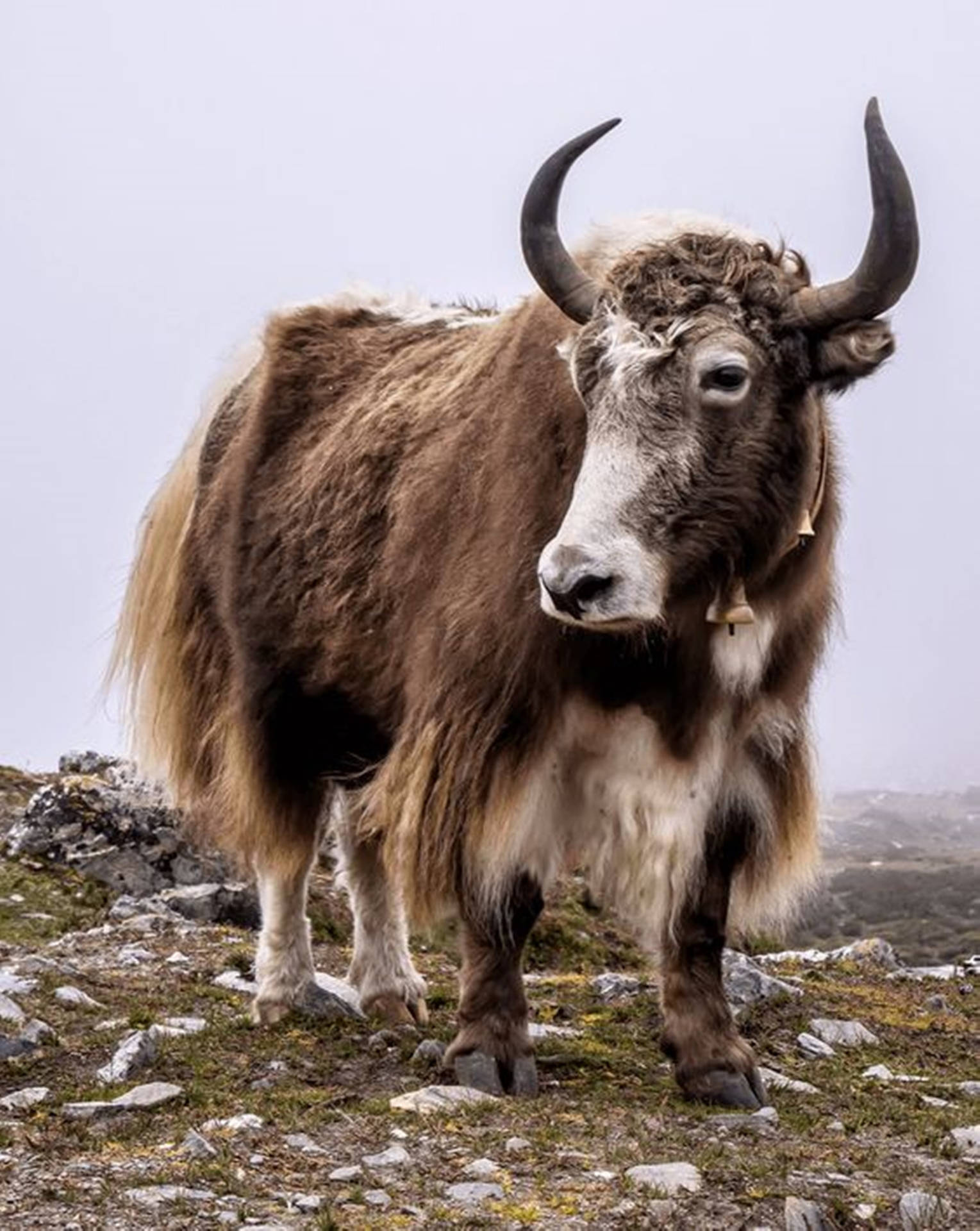 Yak Brown And White On Grass