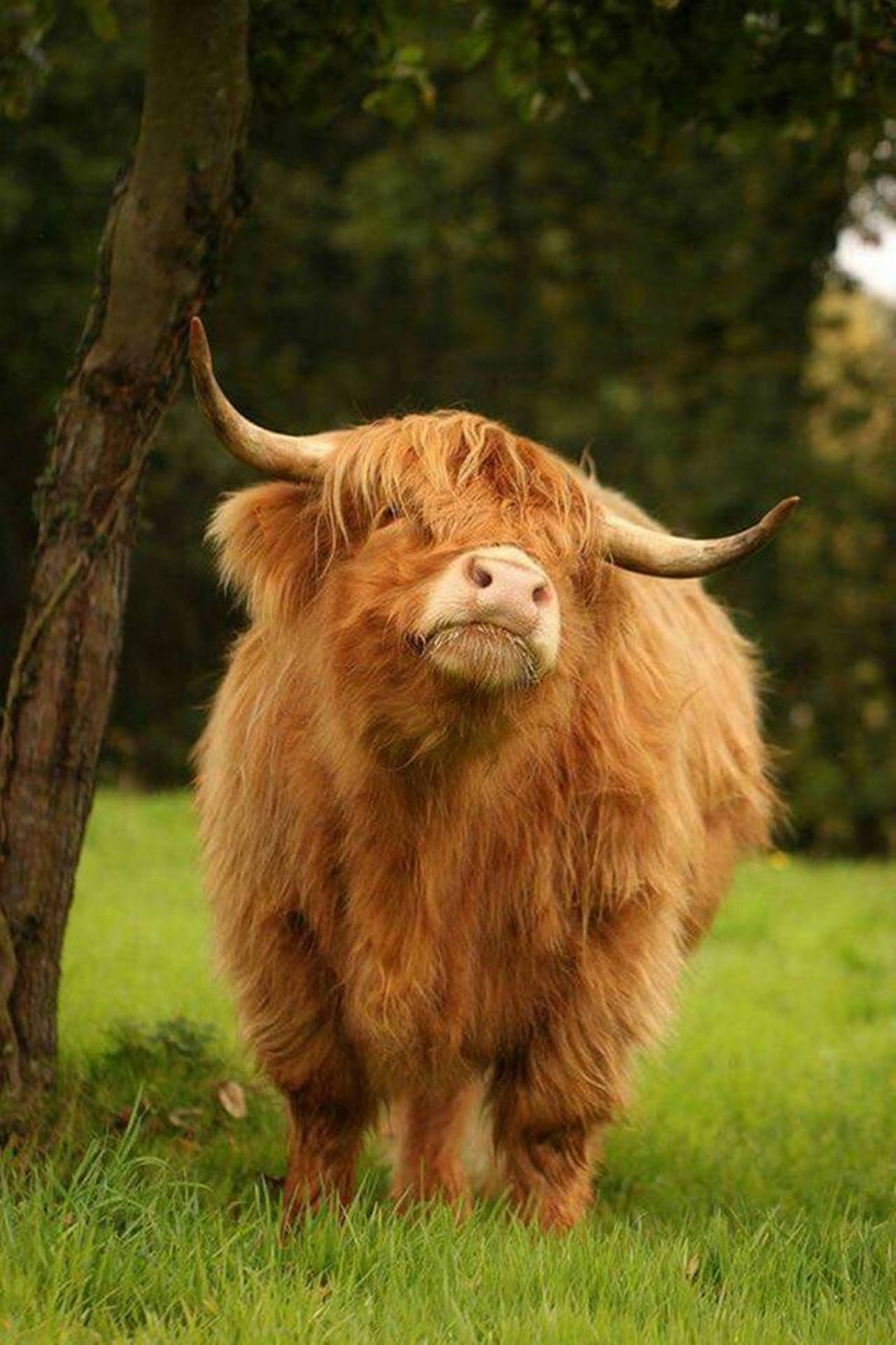 Yak Brown Cute Baby By Tree Background