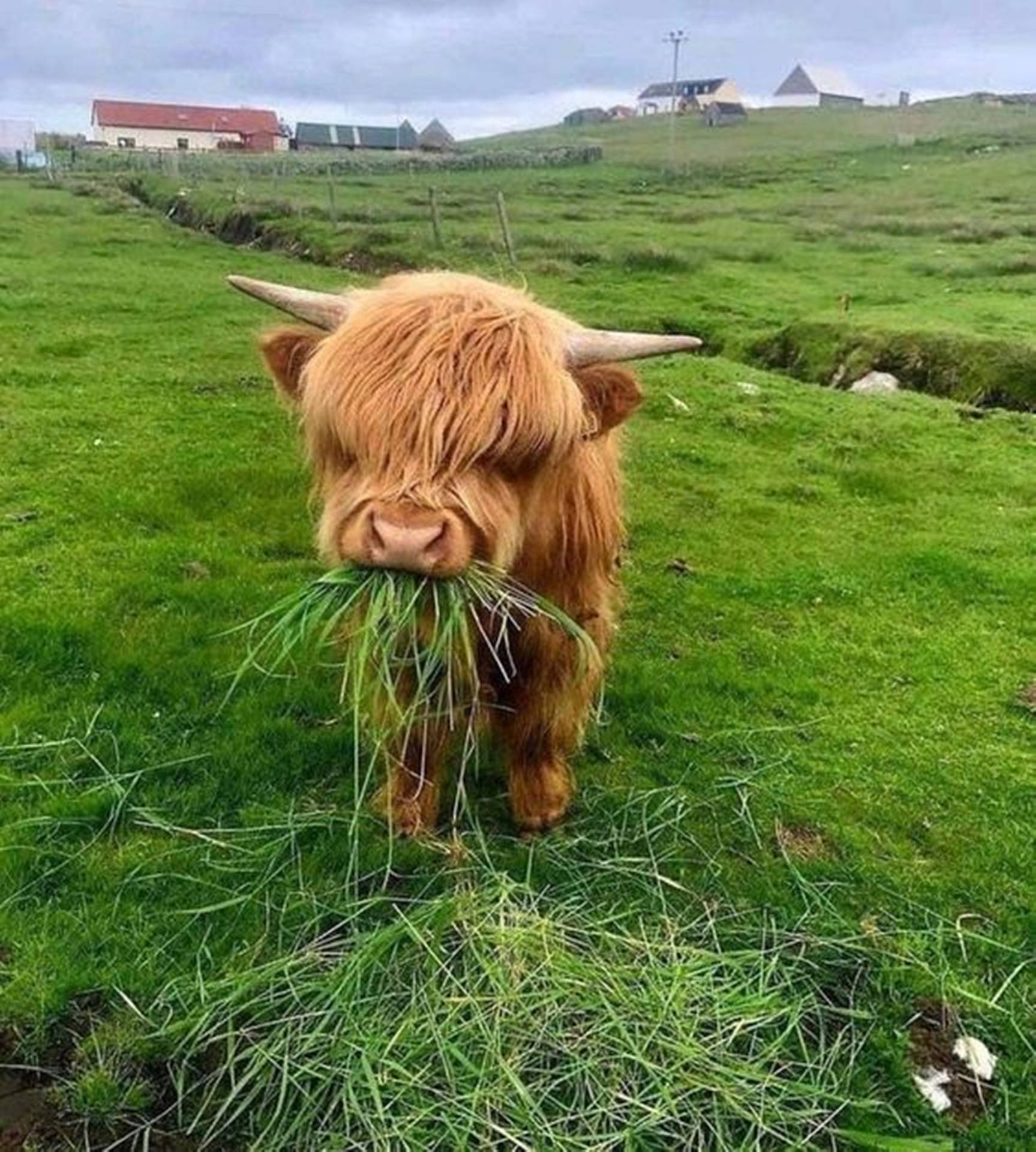 Yak Brown Eating Grass On Field Background