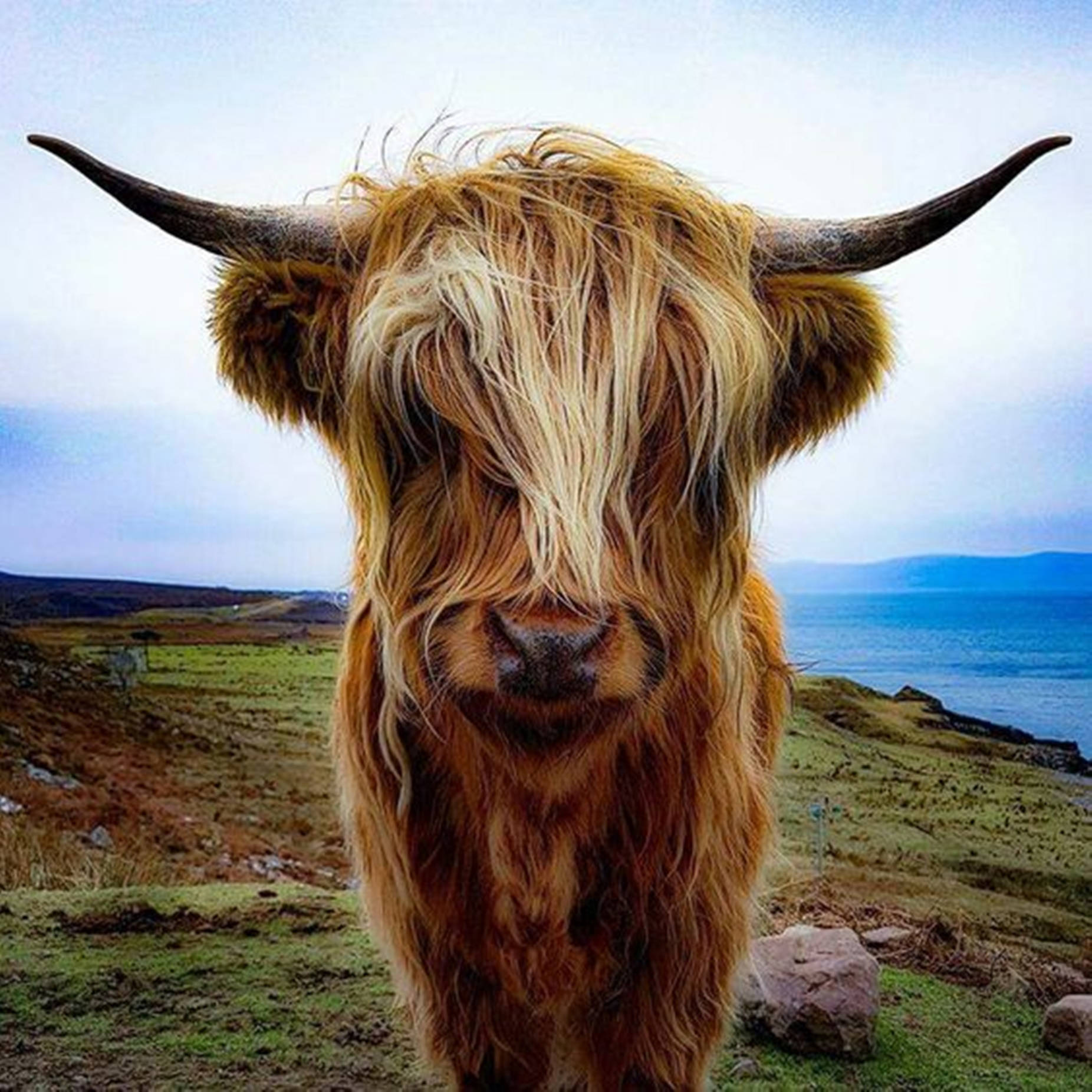 Yak Brown Front View Close-up Background