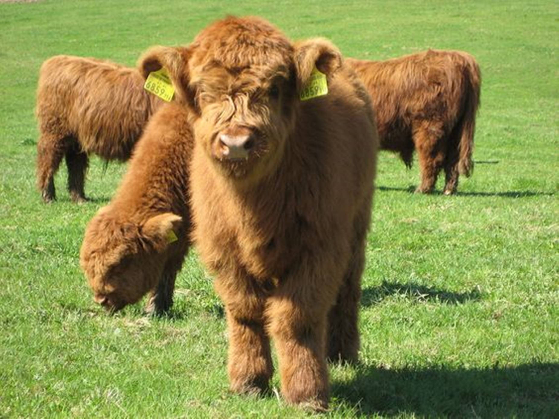 Yak Brown Herd On Grass Background