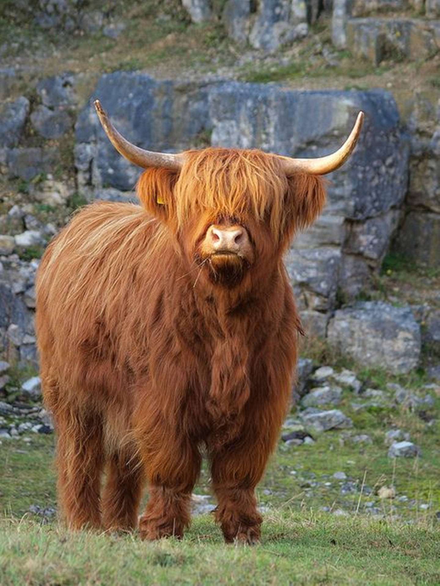 Yak Brown Long Fur With Rocks Background