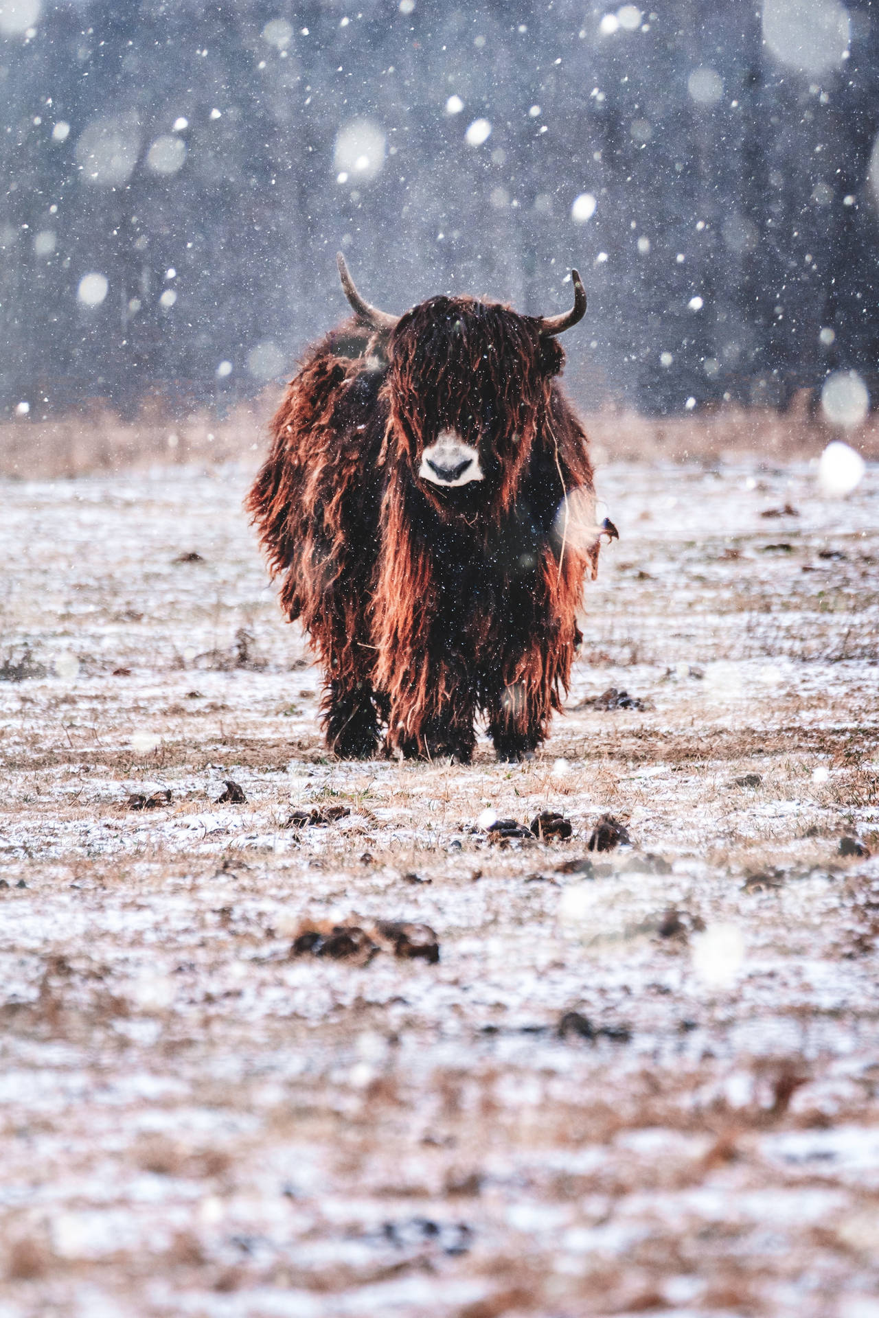 Yak Brown On Grass While Snowing