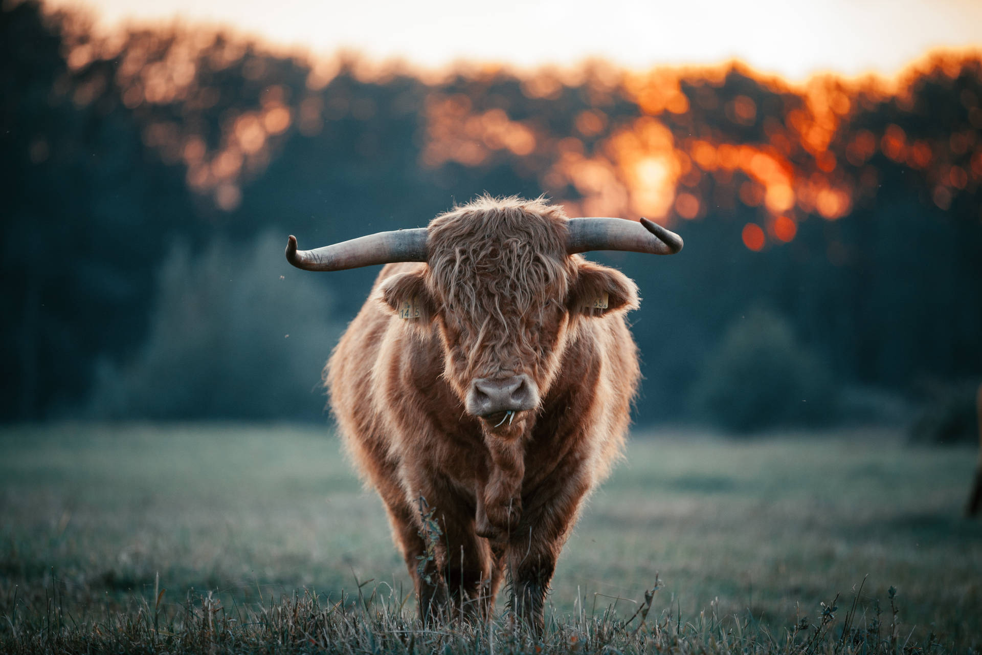 Yak Brown On Grass With Sunset Background