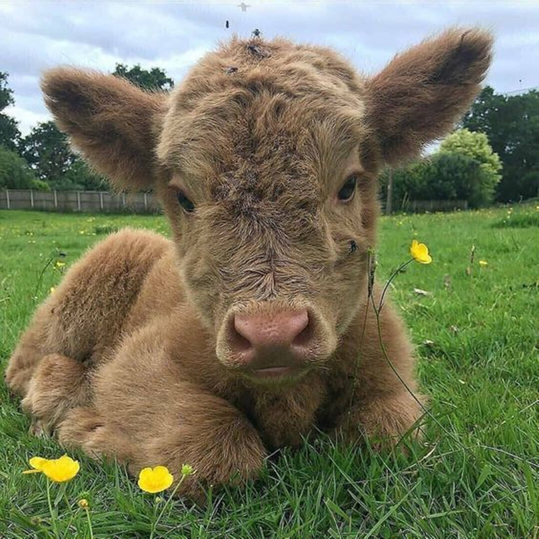 Yak Brown Resting On Grass With Yellow Flowers Background