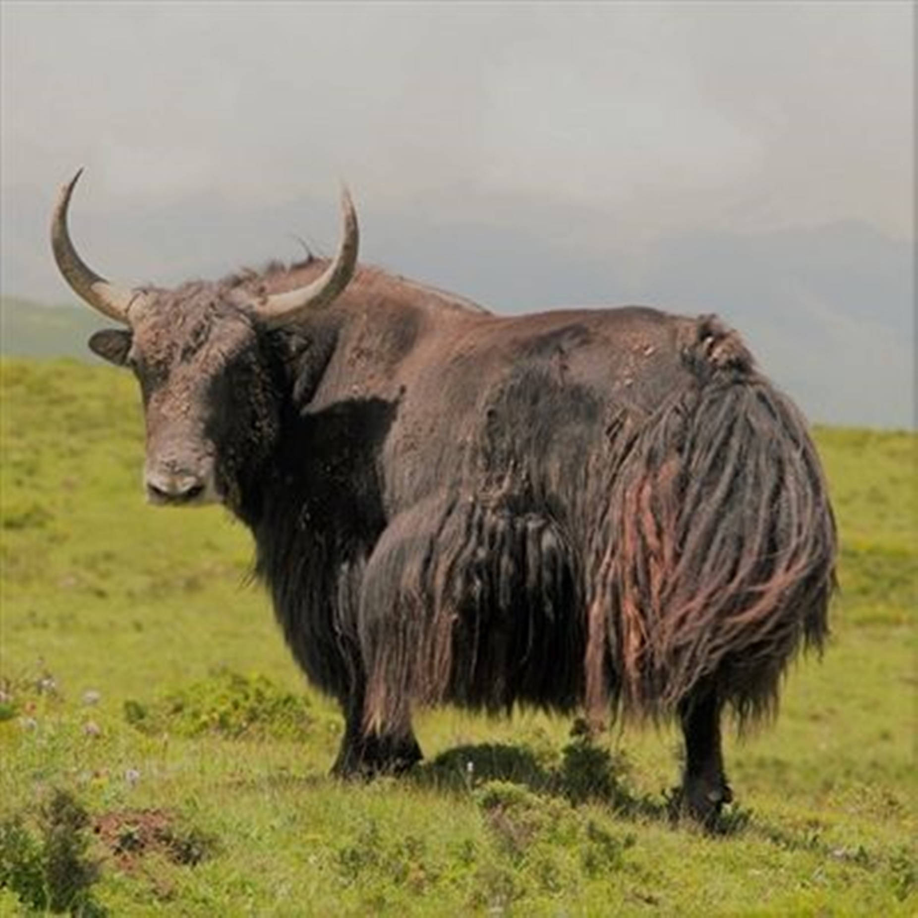 Yak Brown With Horns Standing On Grass Background