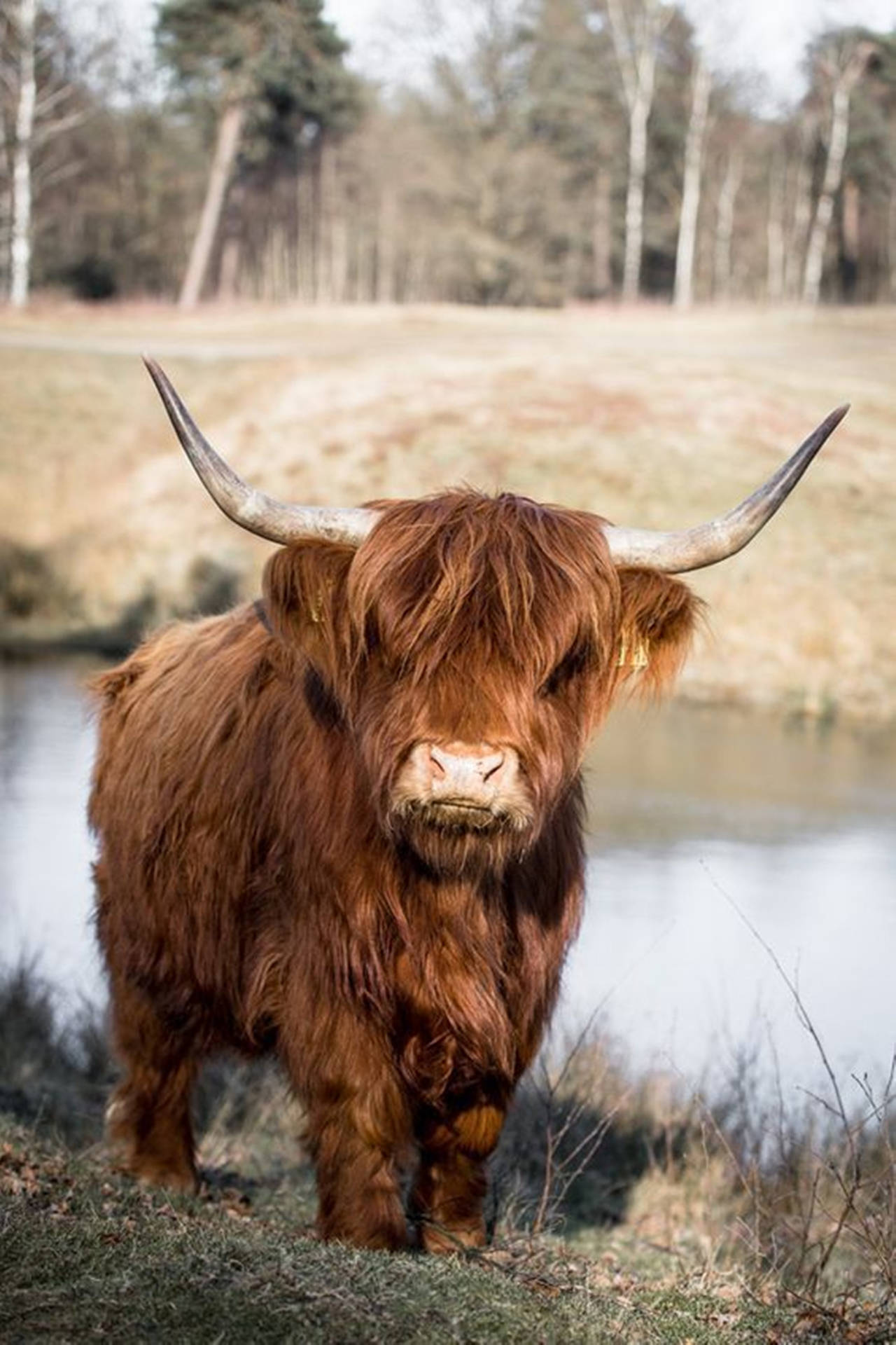 Yak By River With Forest Background