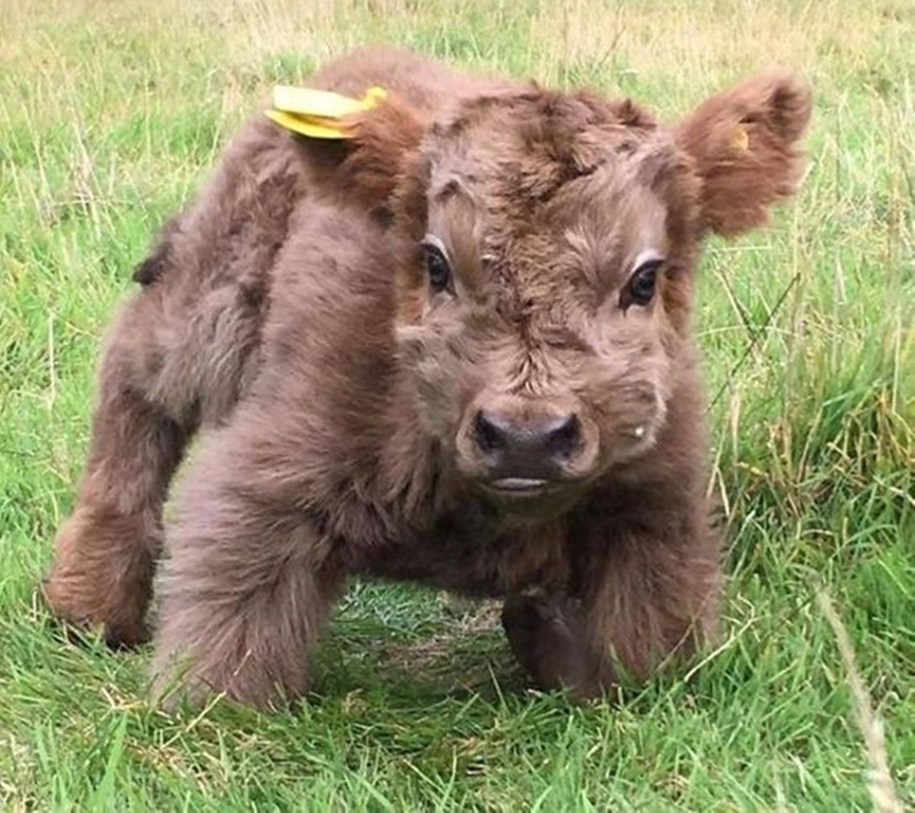 Yak Cute Baby On Grass Background