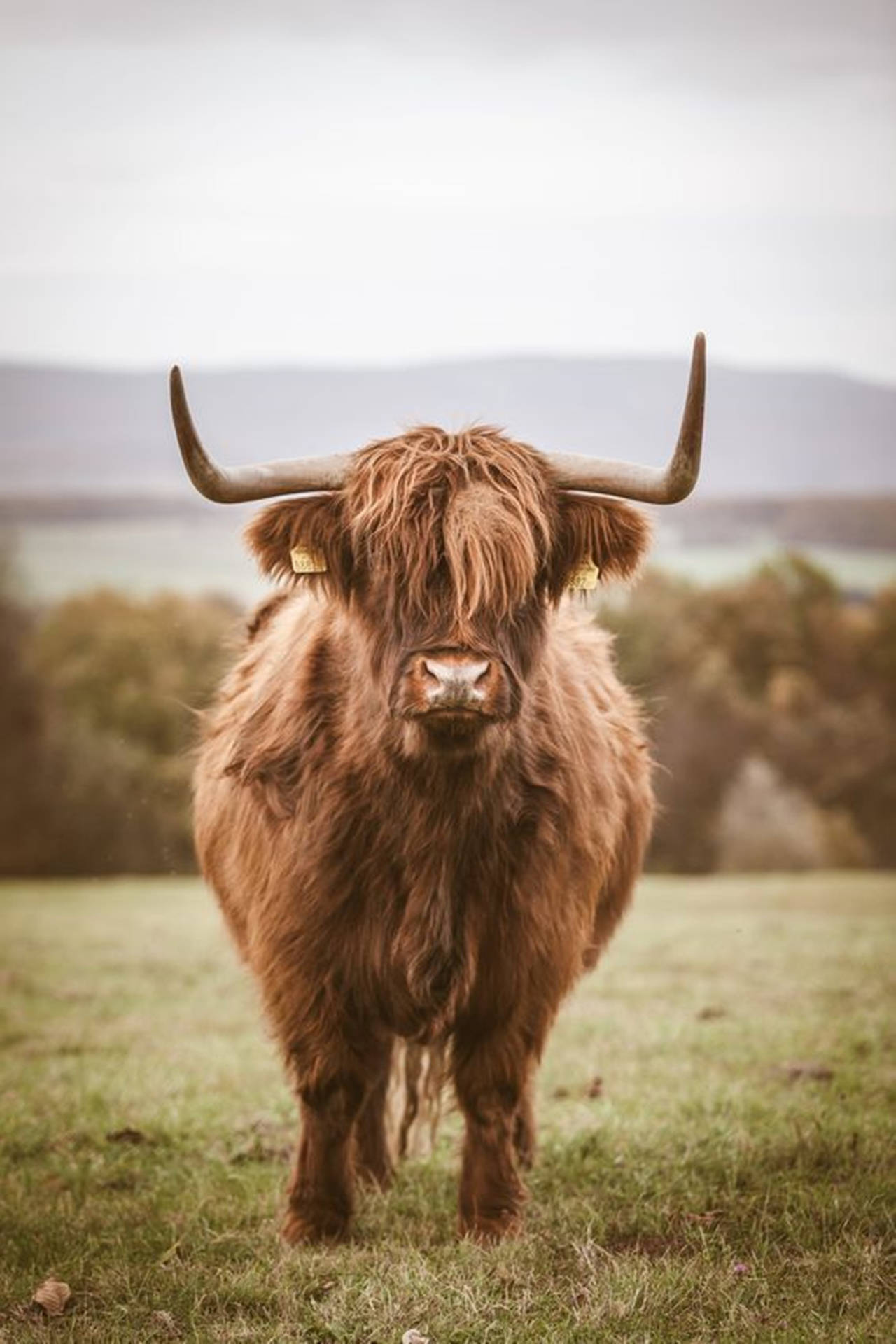 Yak Fluffy Brown On Grass