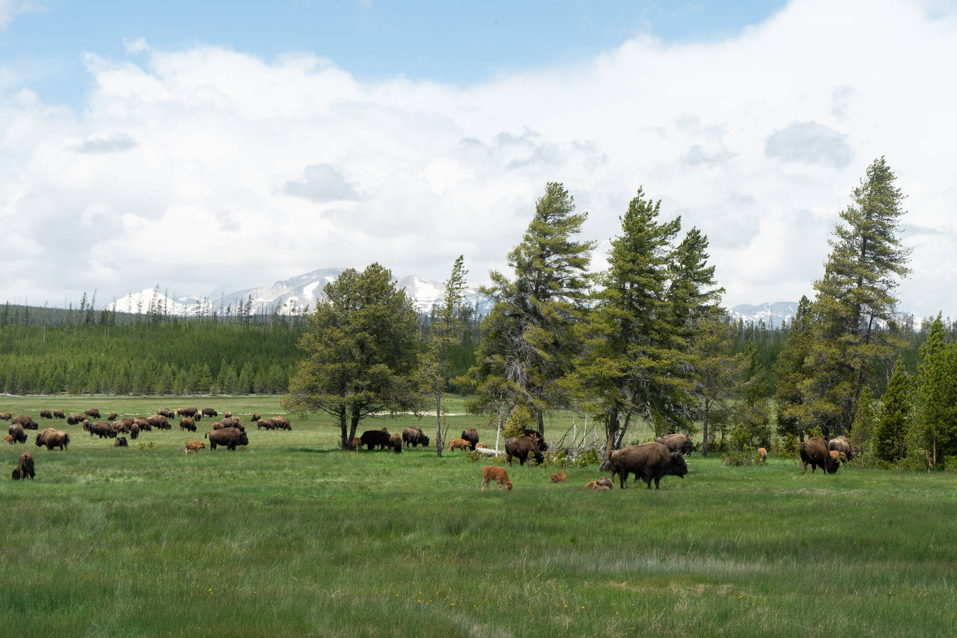 Yak Herd On Grass Field Wide Shot Background