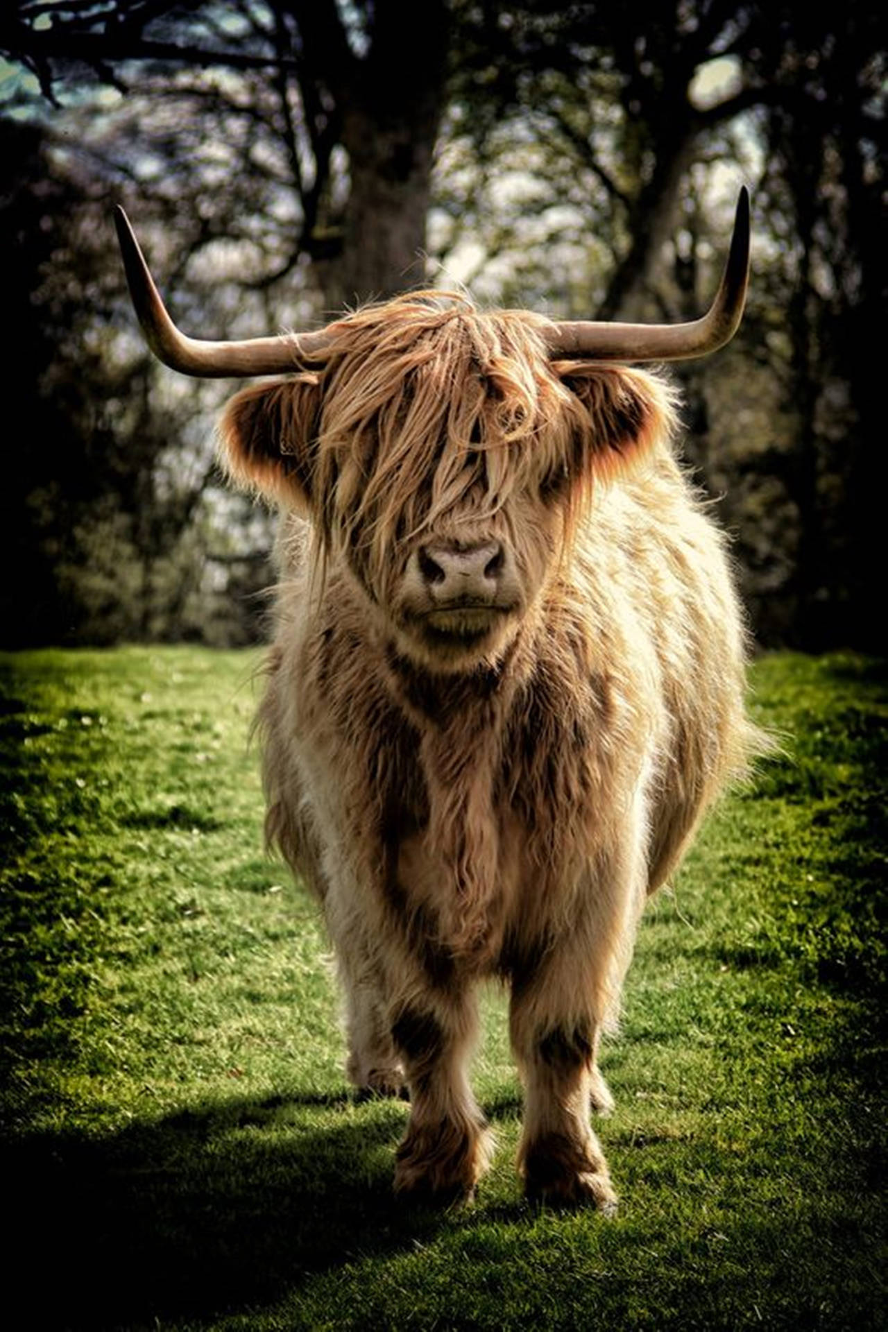 Yak On Grass Field Black Aesthetic Frame Background