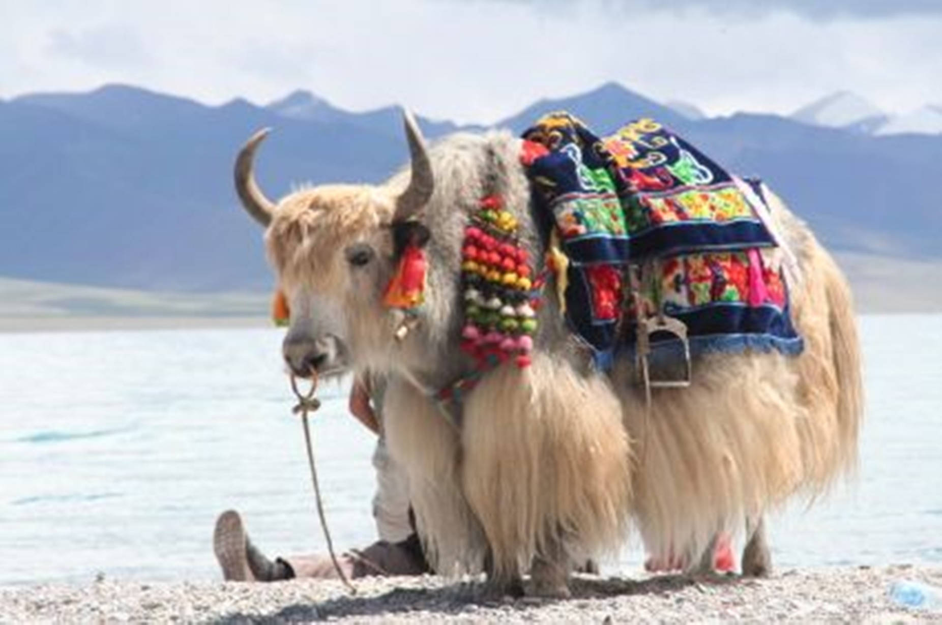 Yak White Aesthetic With Colorful Items Background