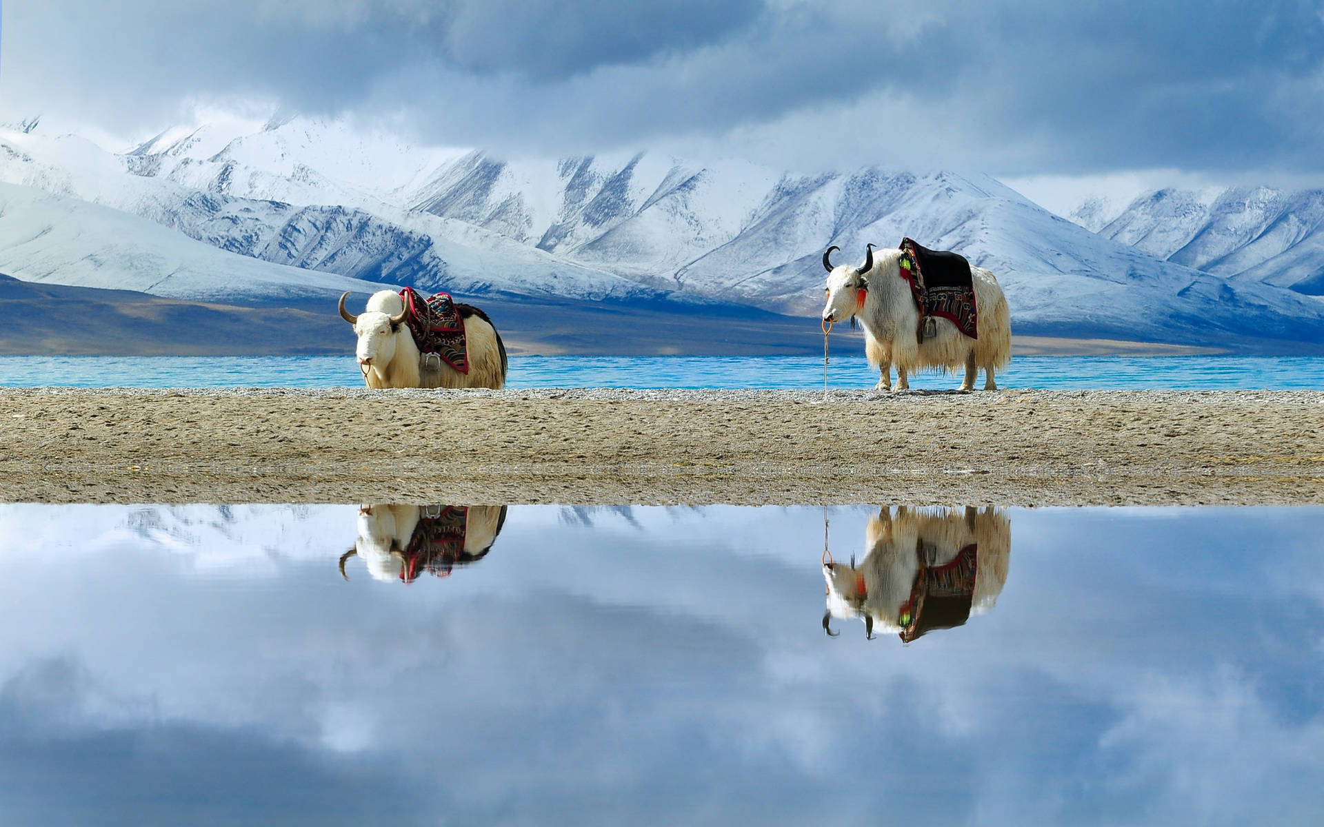 Yak White Aesthetic With Saddles By Lake Background