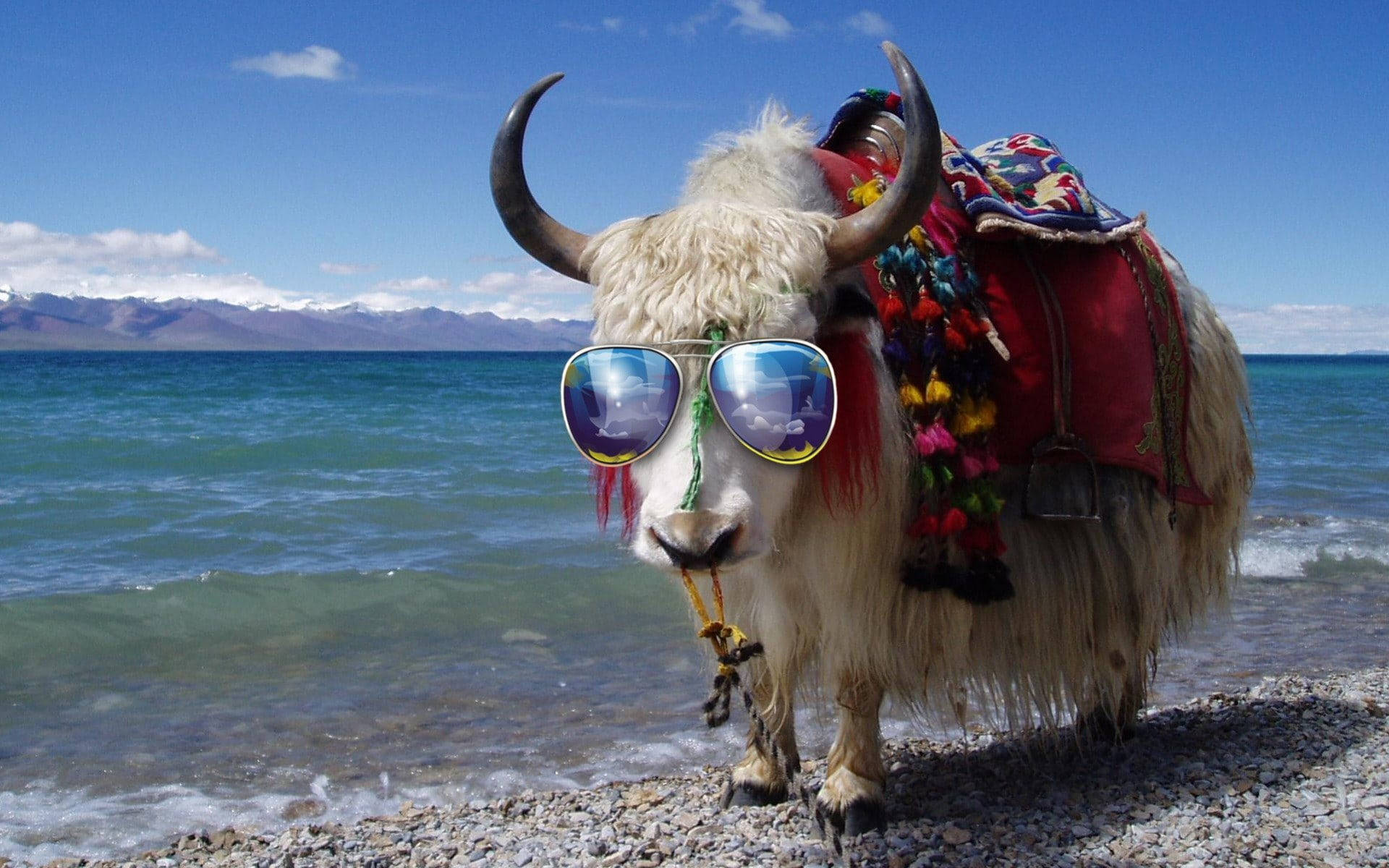 Yak With Saddle And Sunglasses On Beach