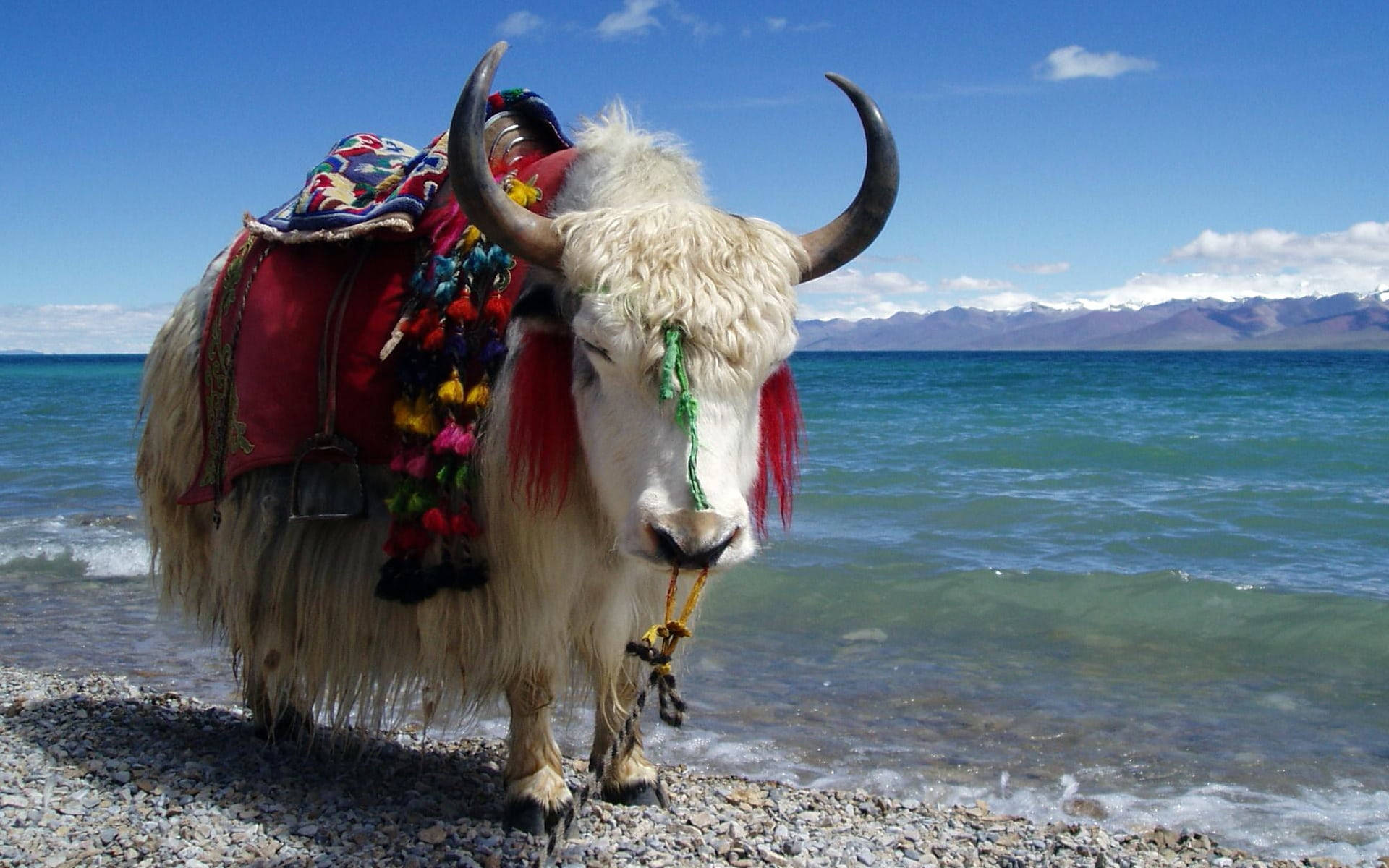 Yak With Saddle Standing On Beach Background