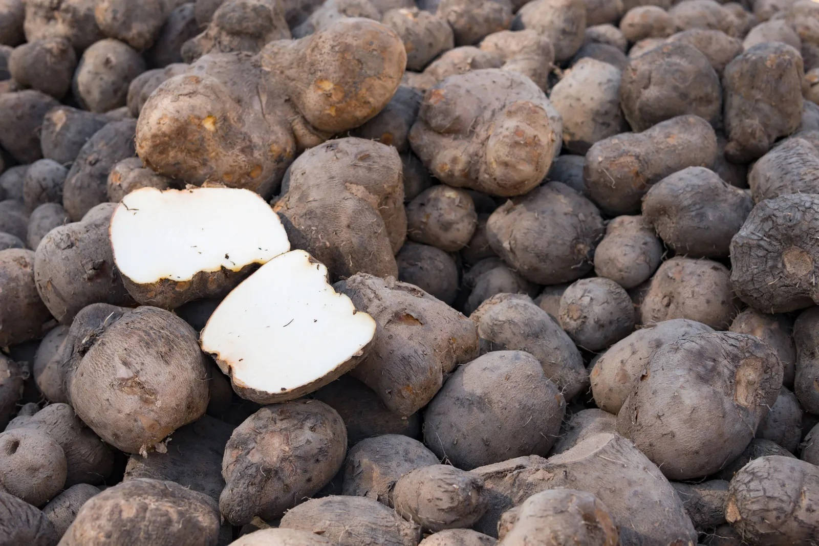 Yam Harvest Season Background