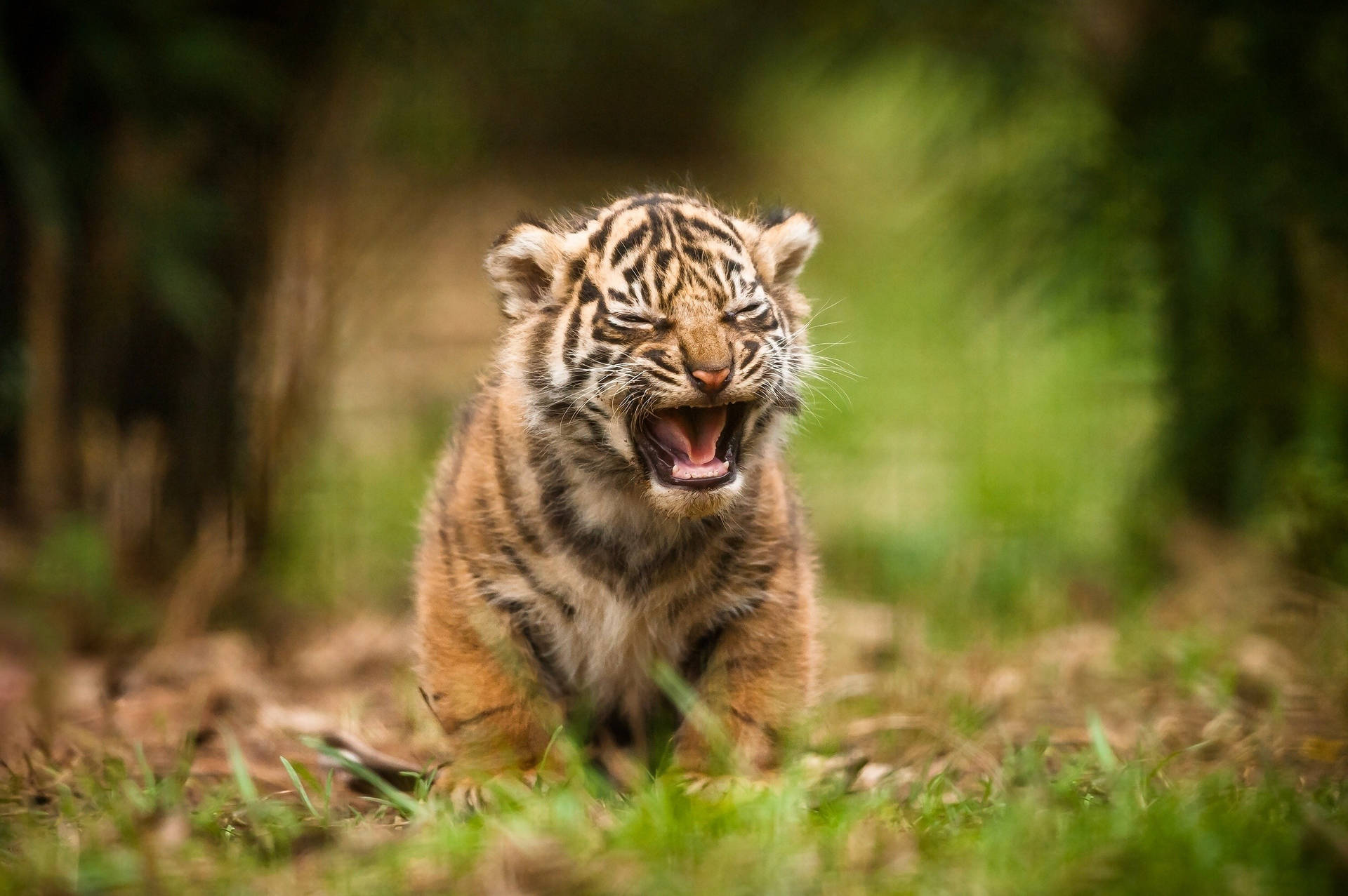 Yawning Baby Tiger Background