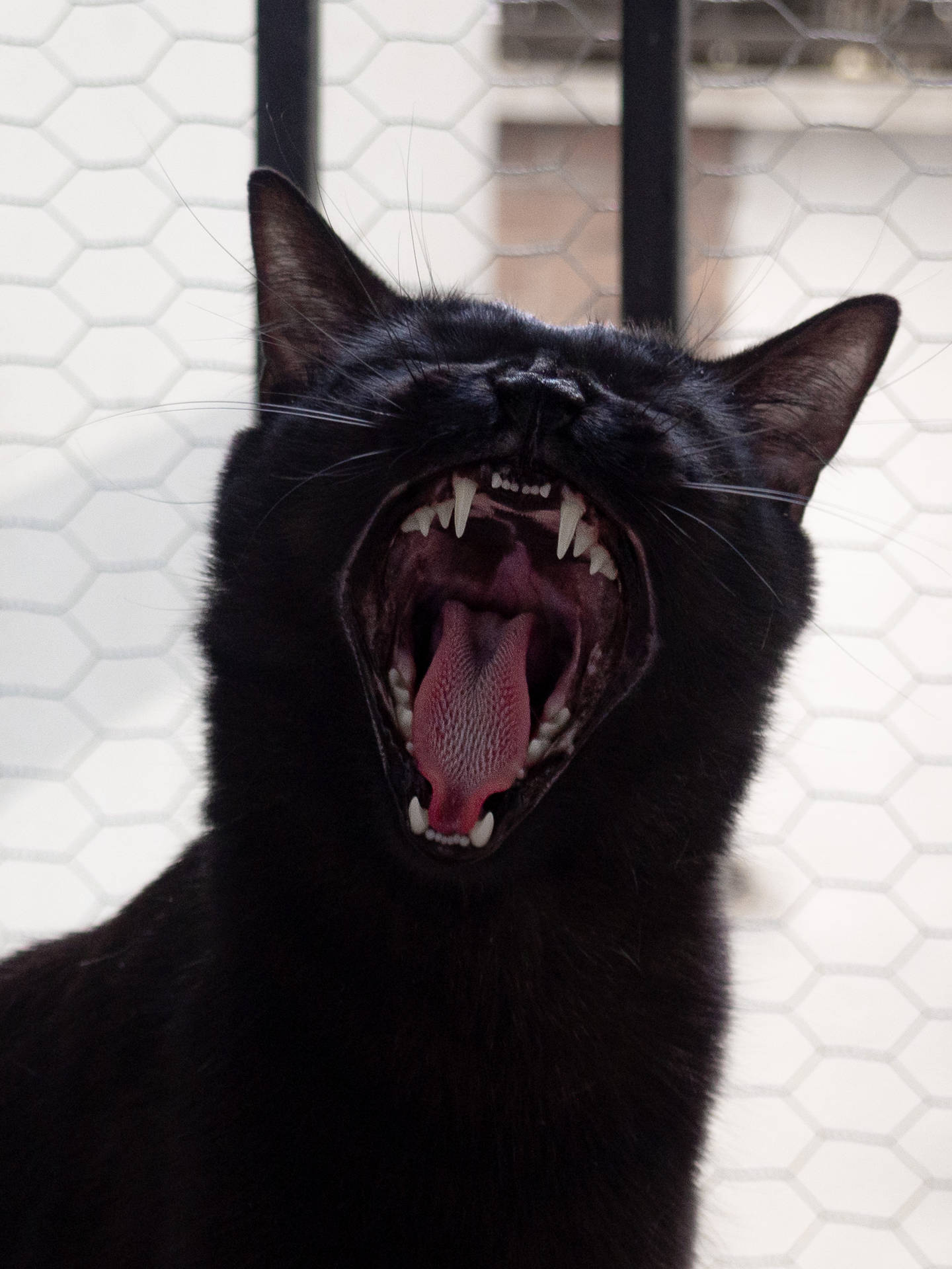 Yawning Black Cat Background