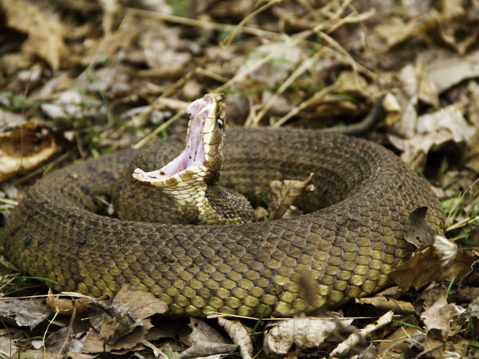 Yawning Coiled Up Cottonmouth