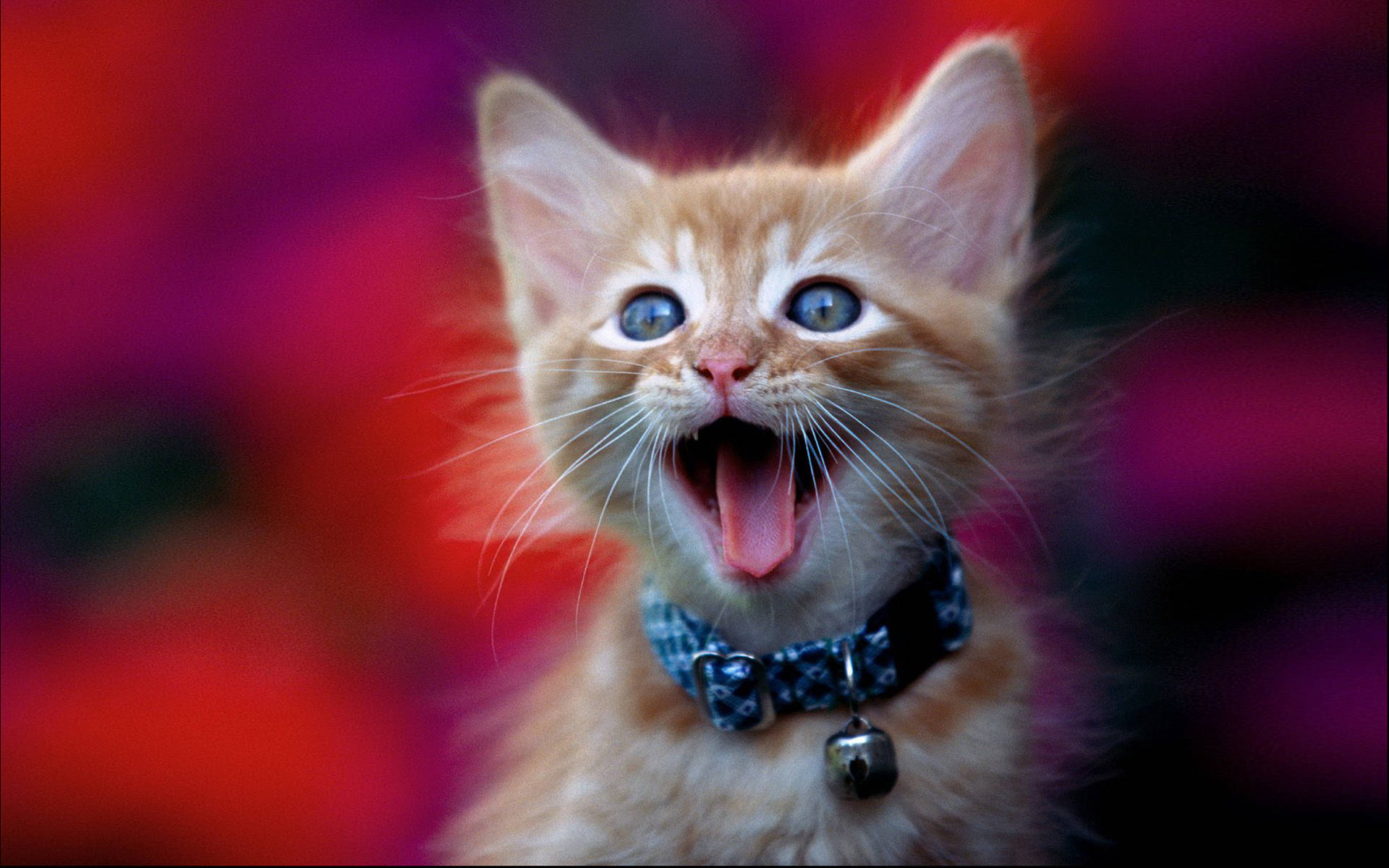 Yawning Cute Cat Hd Background