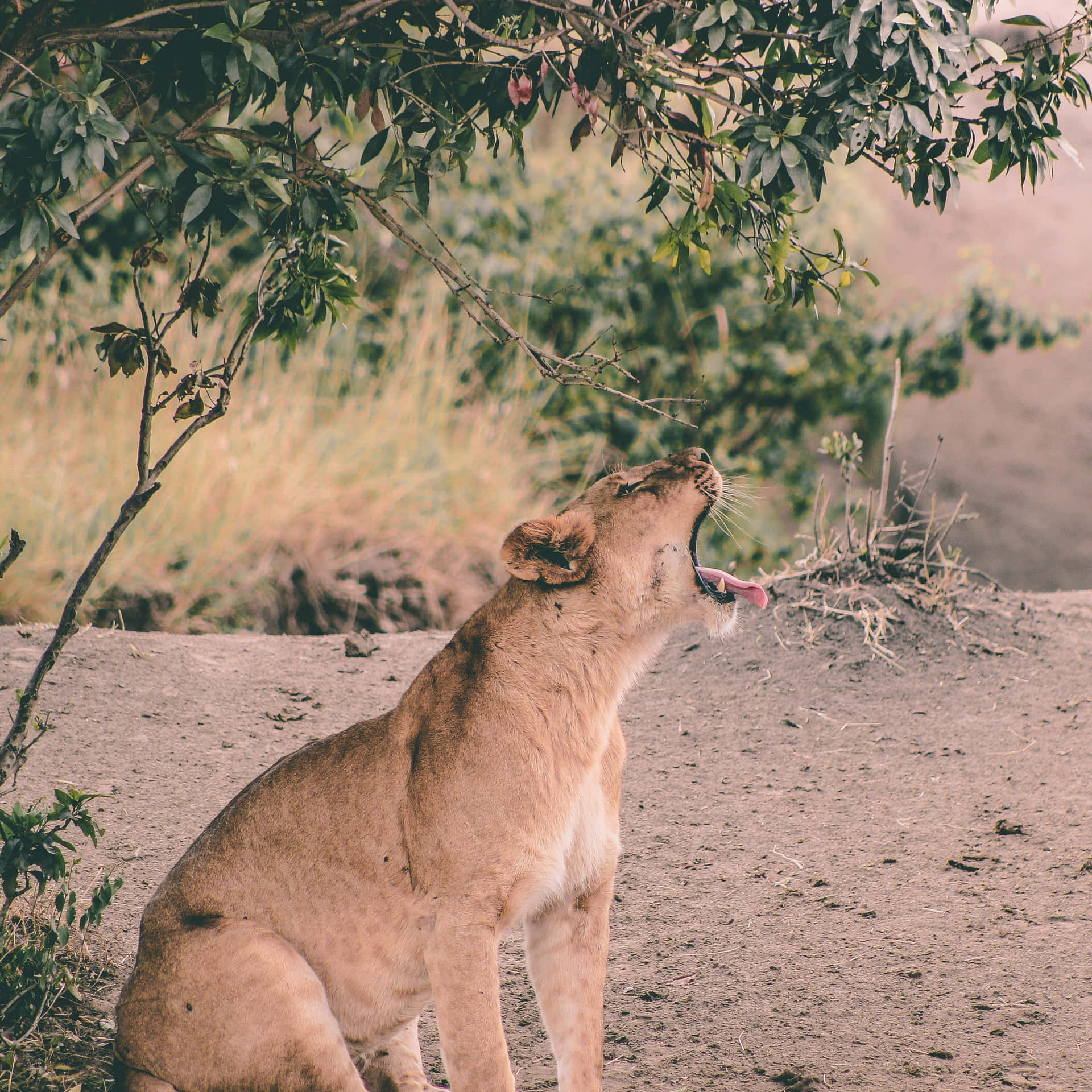 Yawning Lioness In The Wild Background