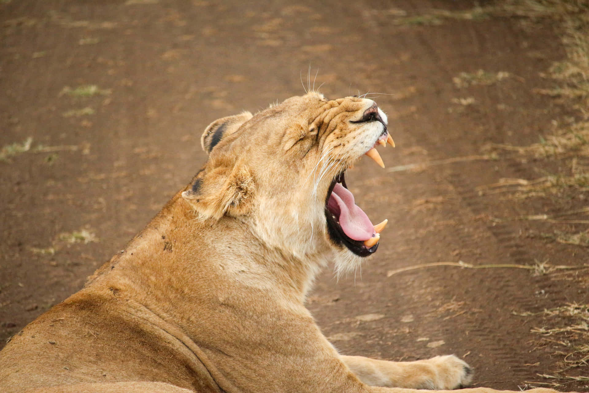 Yawning Lioness Lying Down