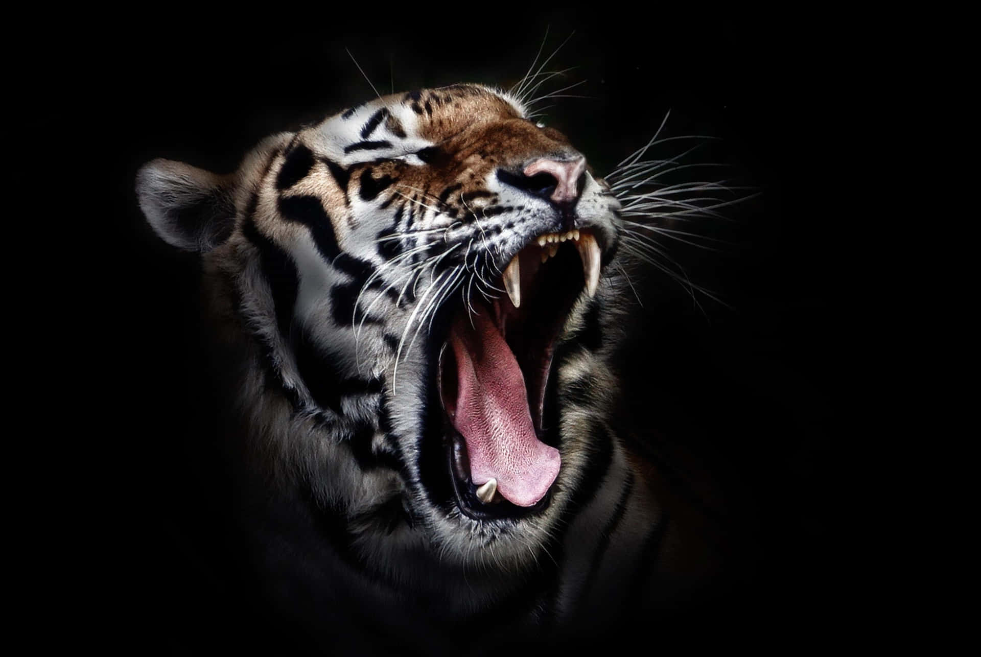 Yawning Overt Tiger Background
