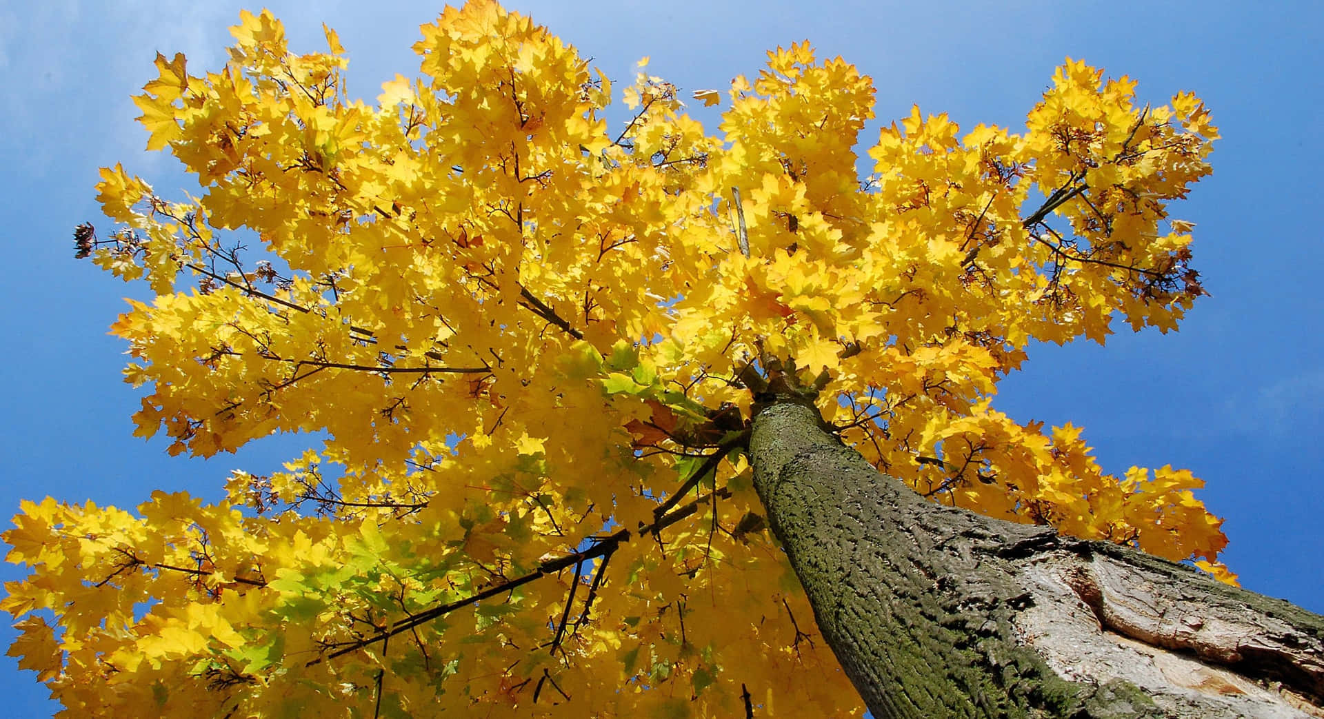 Yellow Aesthetic Desktop Maple Tree Background