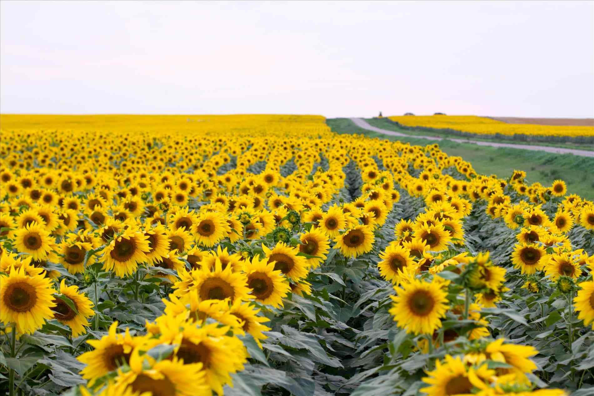 Yellow Aesthetic Desktop Vibrant Sunflowers Background