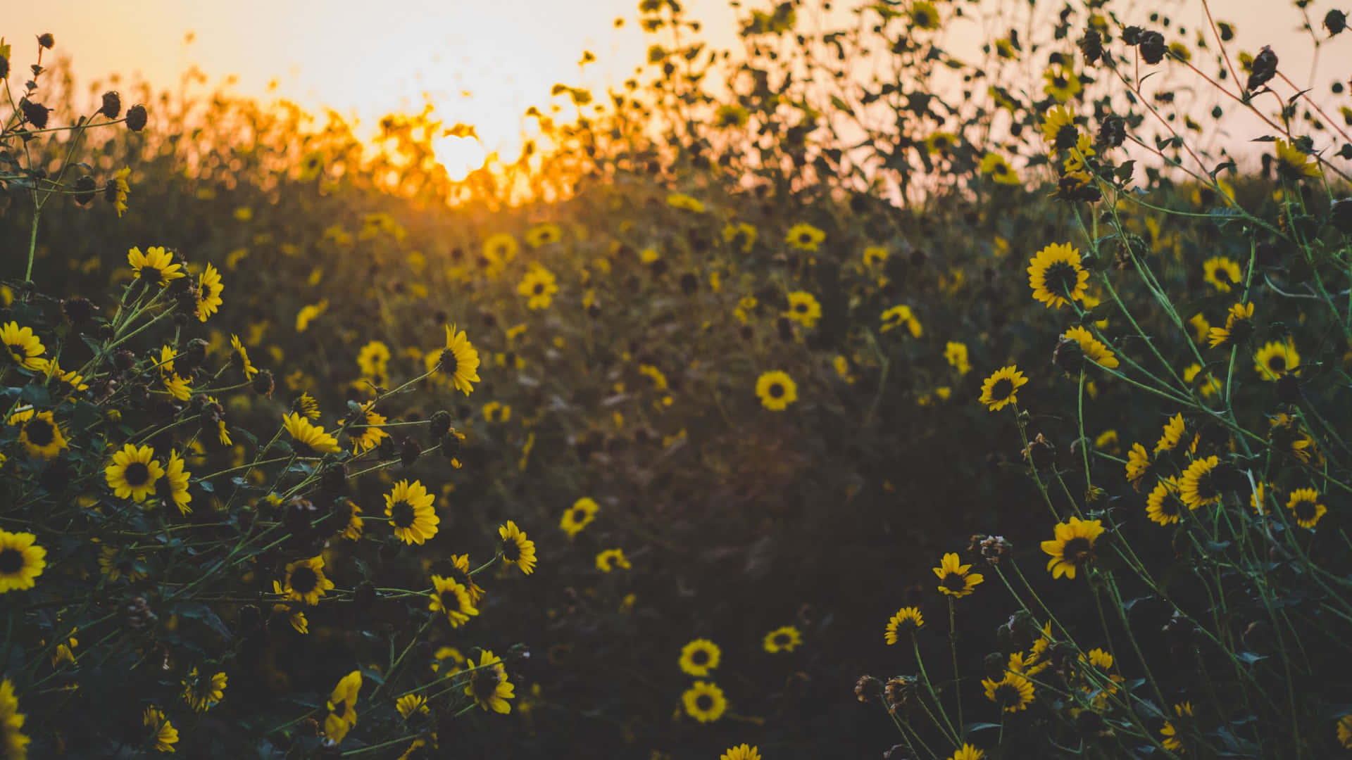 Yellow Aesthetic Flower Desktop Sunset And Blooms Background