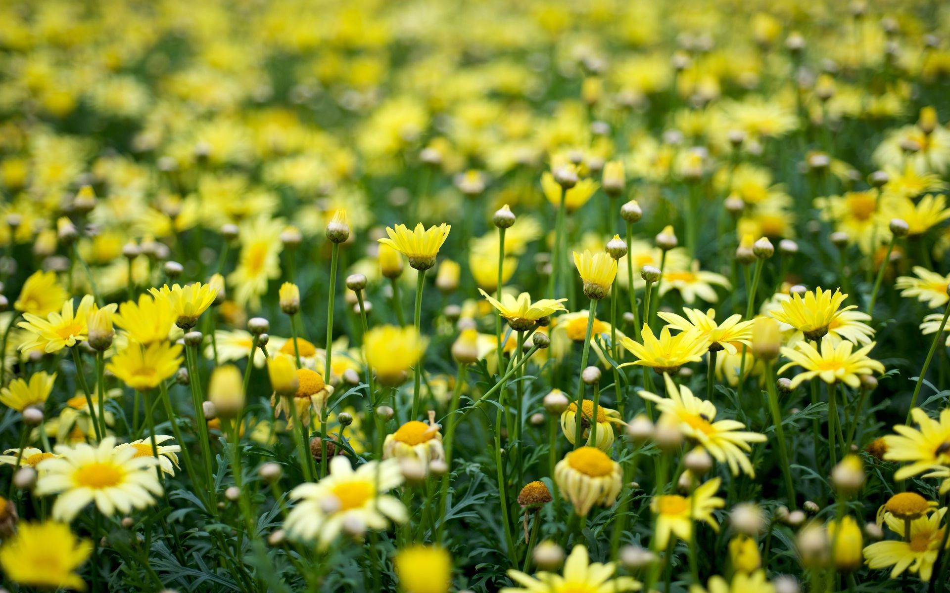 Yellow Aesthetic Flower Field Background