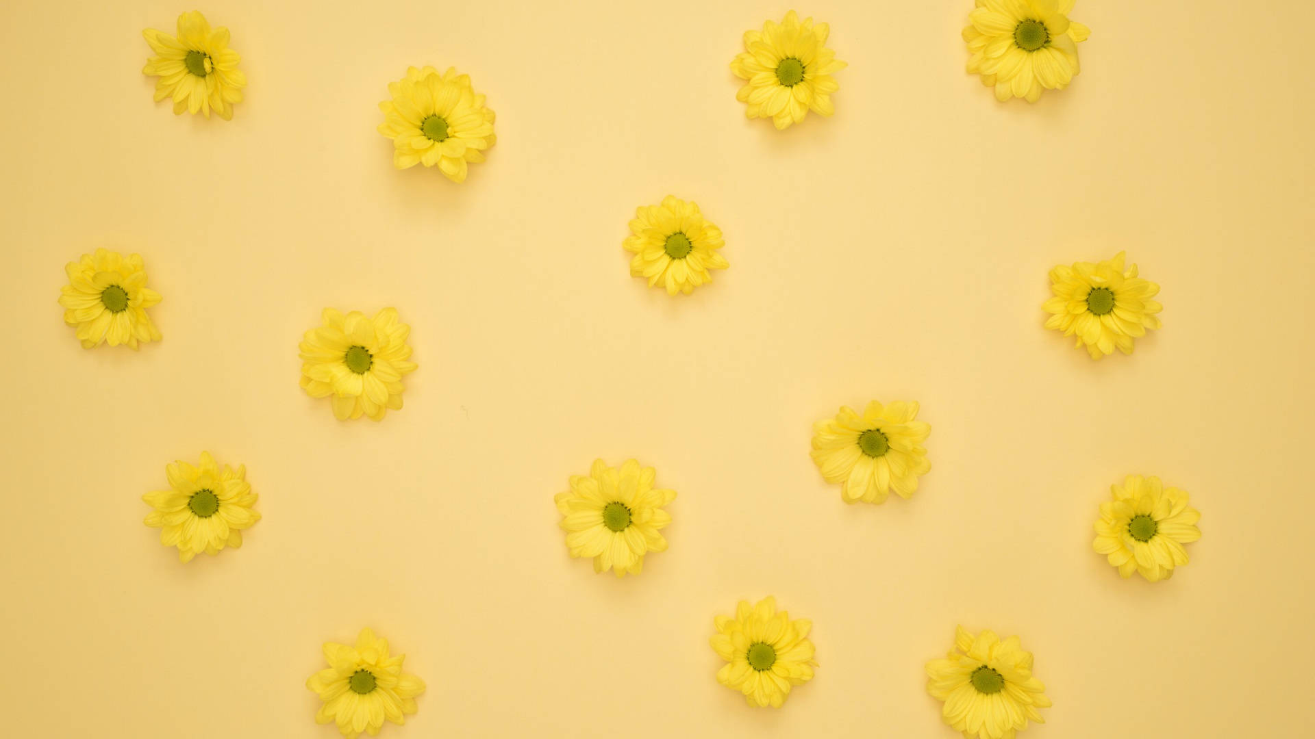 Yellow Aesthetic Flowers For Computer Background