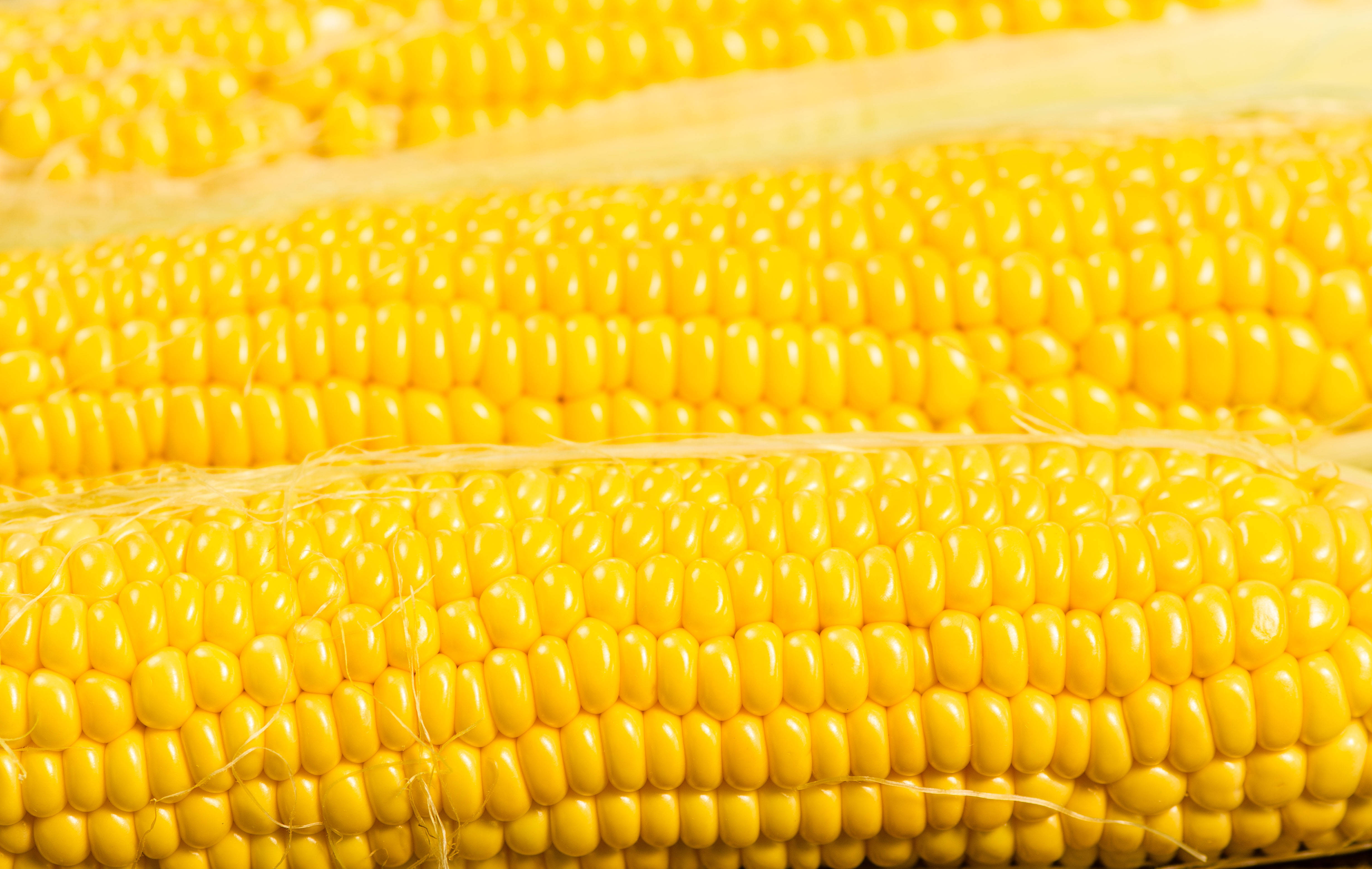 Yellow Aesthetic Laptop Corn Background