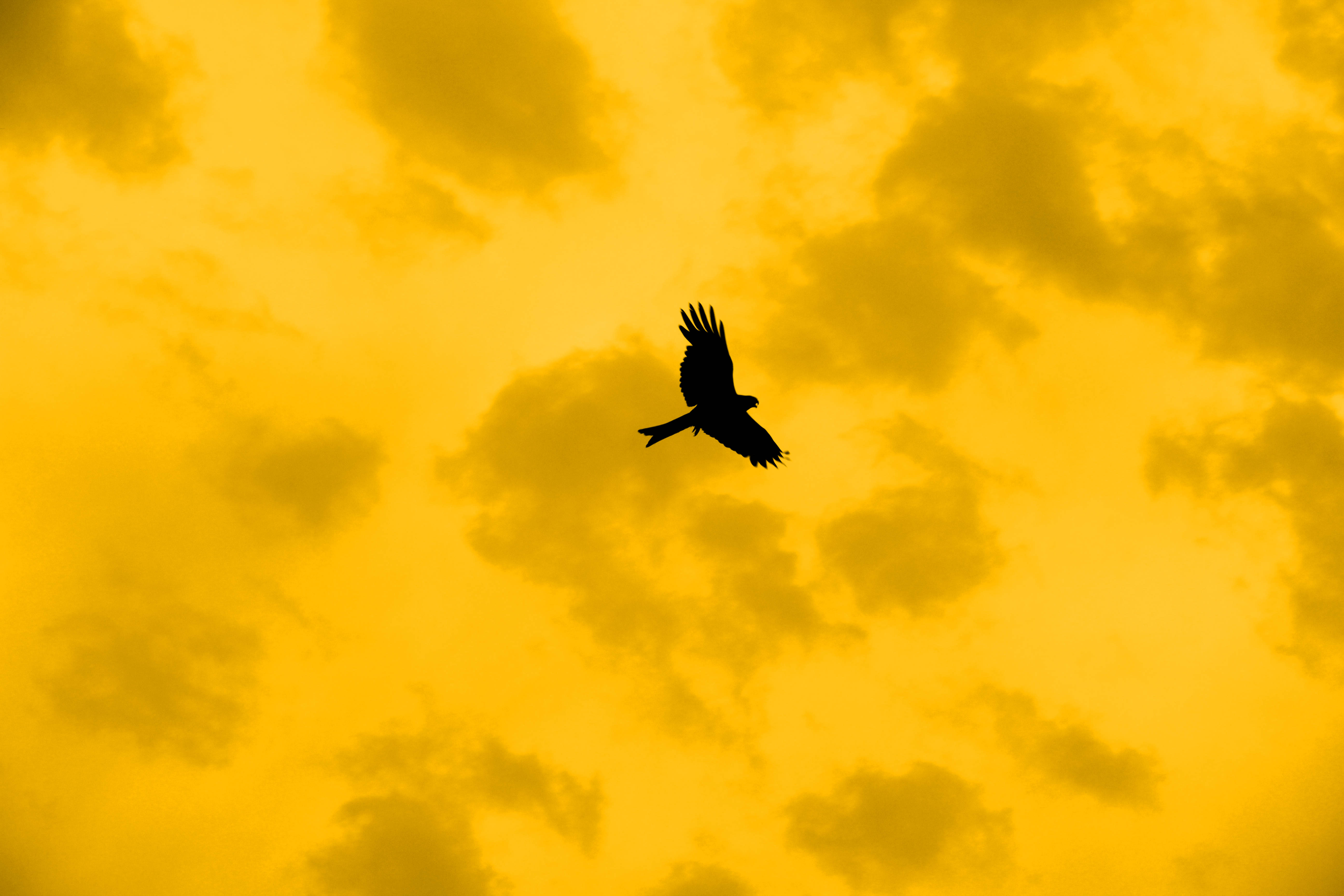 Yellow Aesthetic Laptop Flying Bird Clouds Background