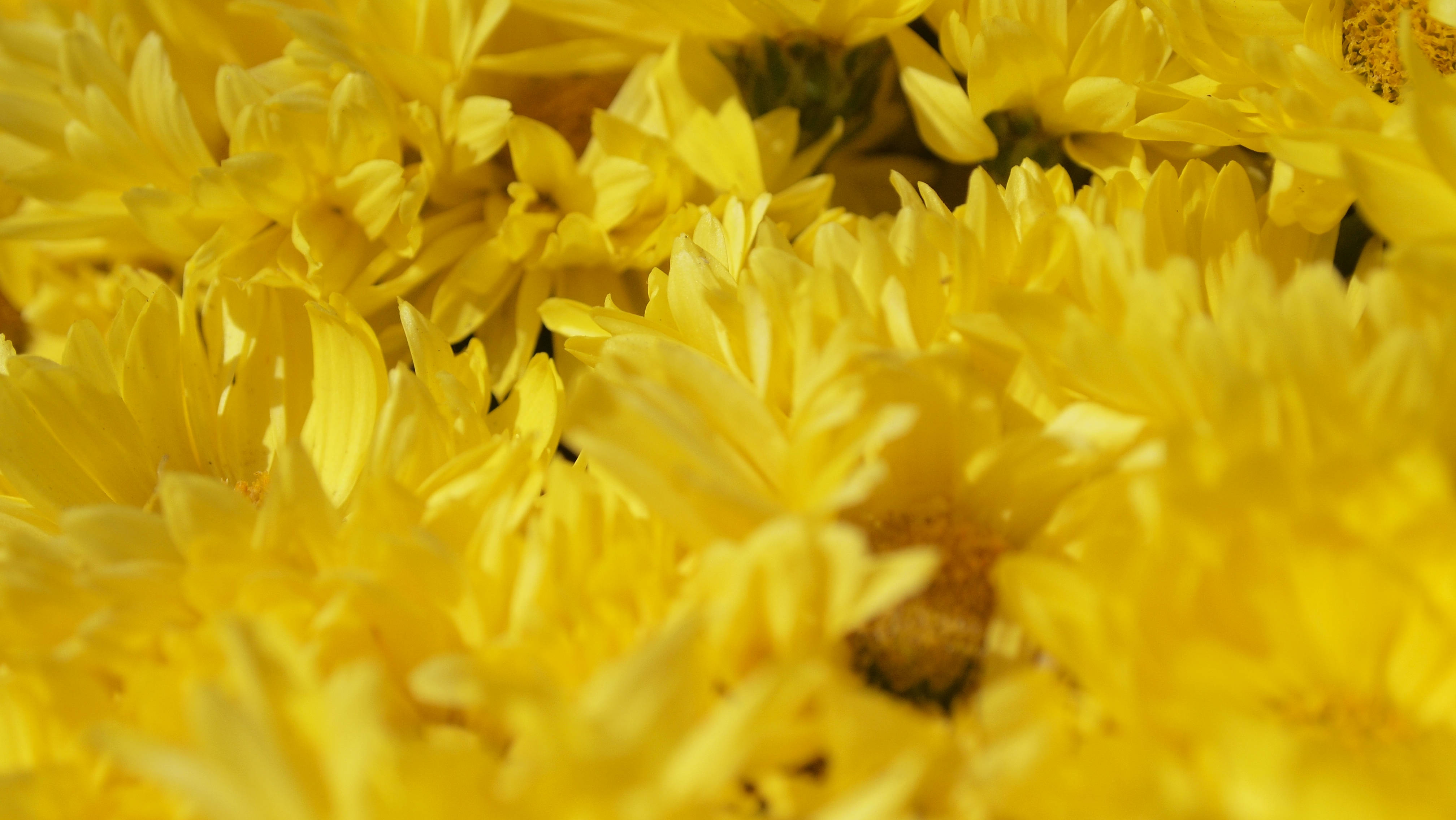 Yellow Aesthetic Laptop Many Flowers Background