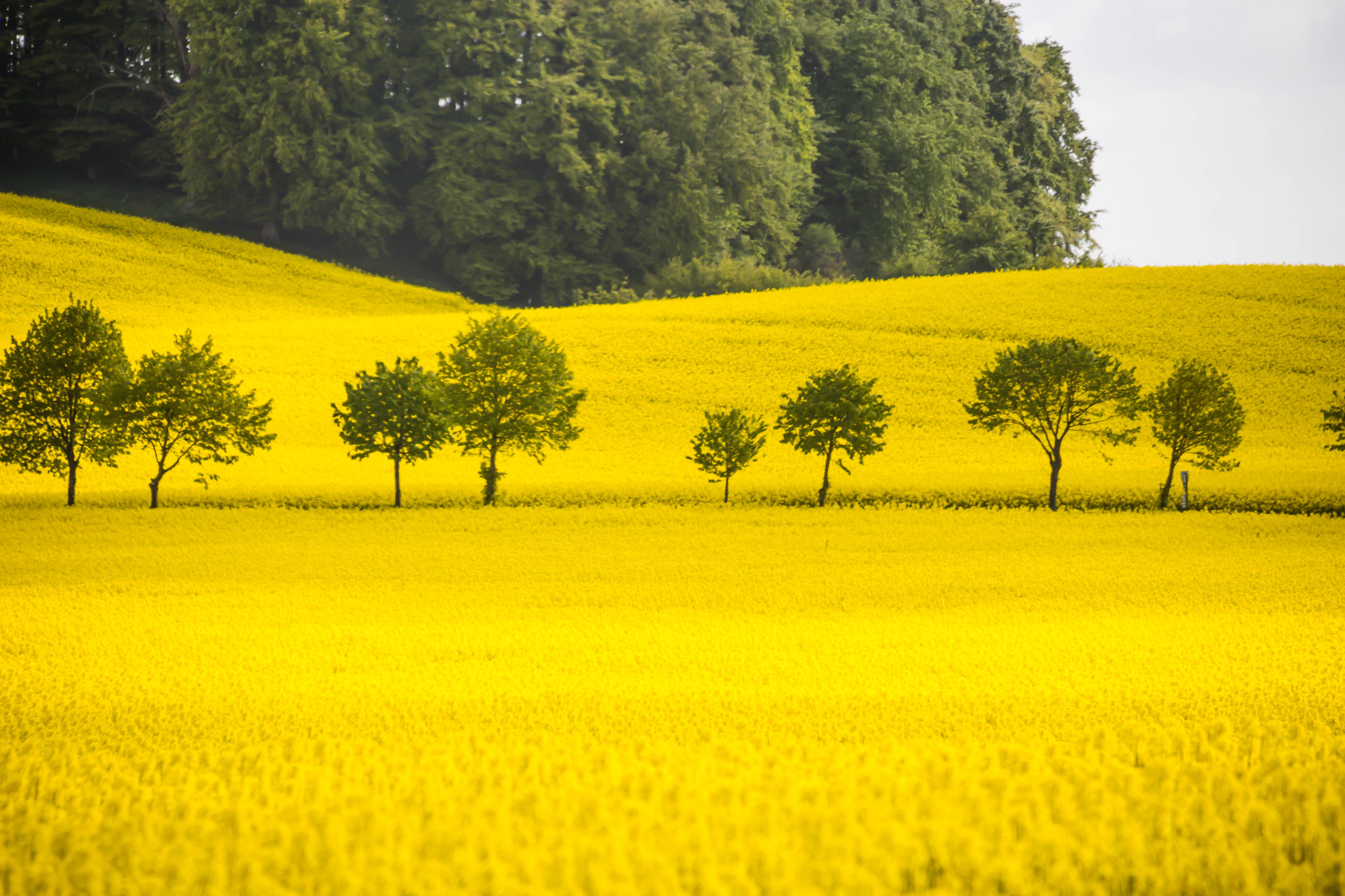 Yellow Aesthetic Laptop Trees Field Background