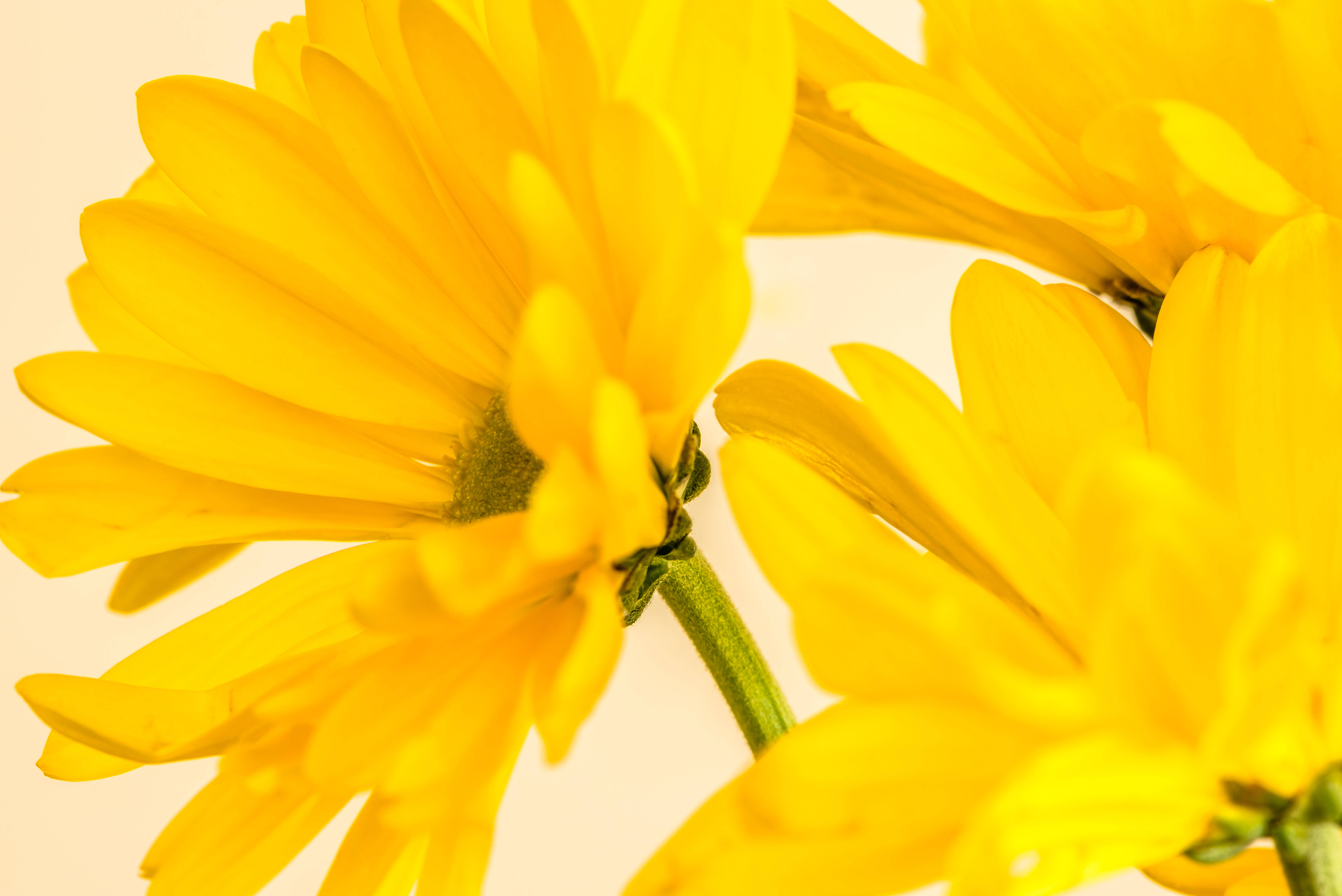 Yellow Aesthetic Laptop Yellow Flower Background