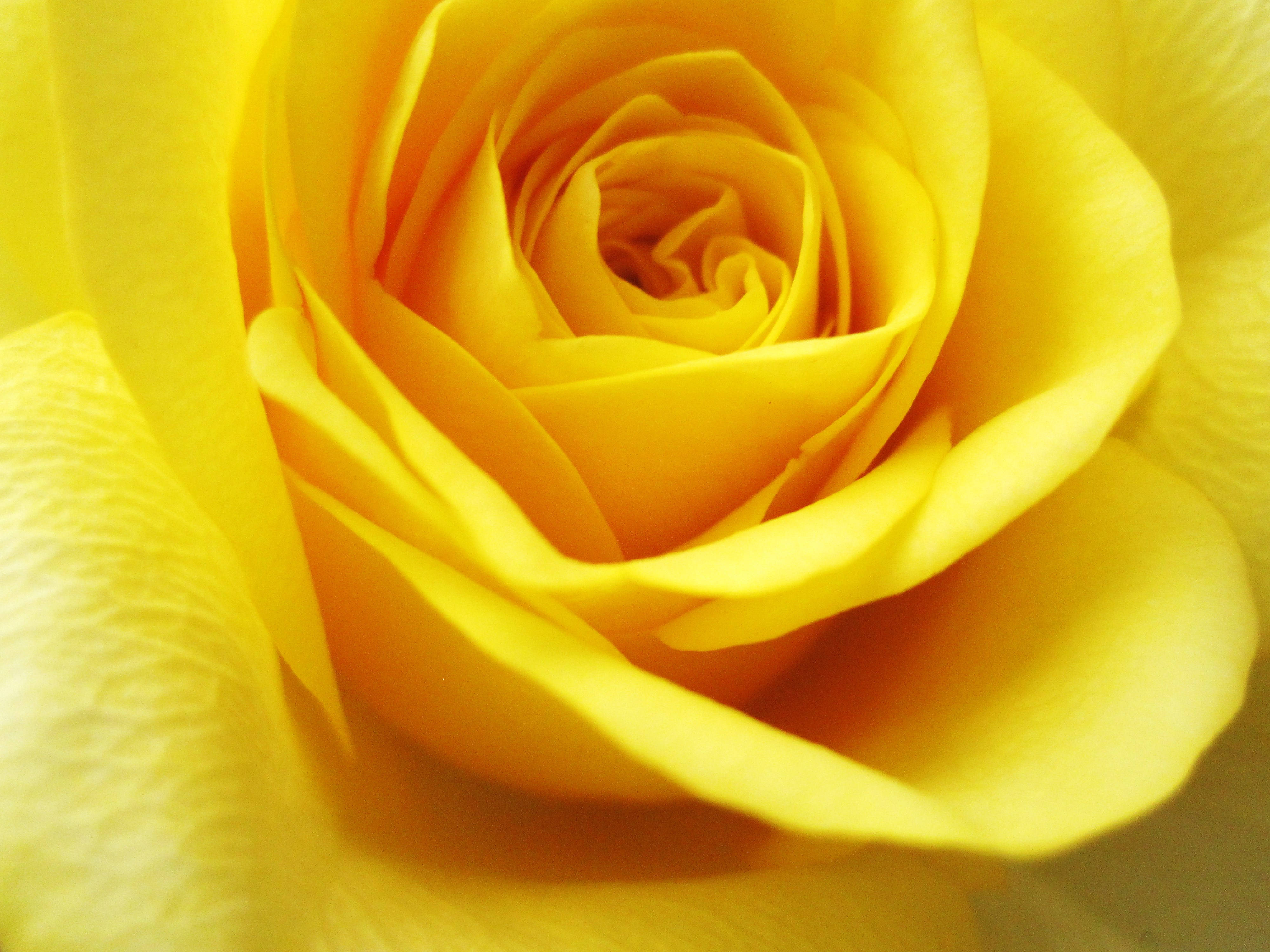 Yellow Aesthetic Laptop Yellow Rose Background