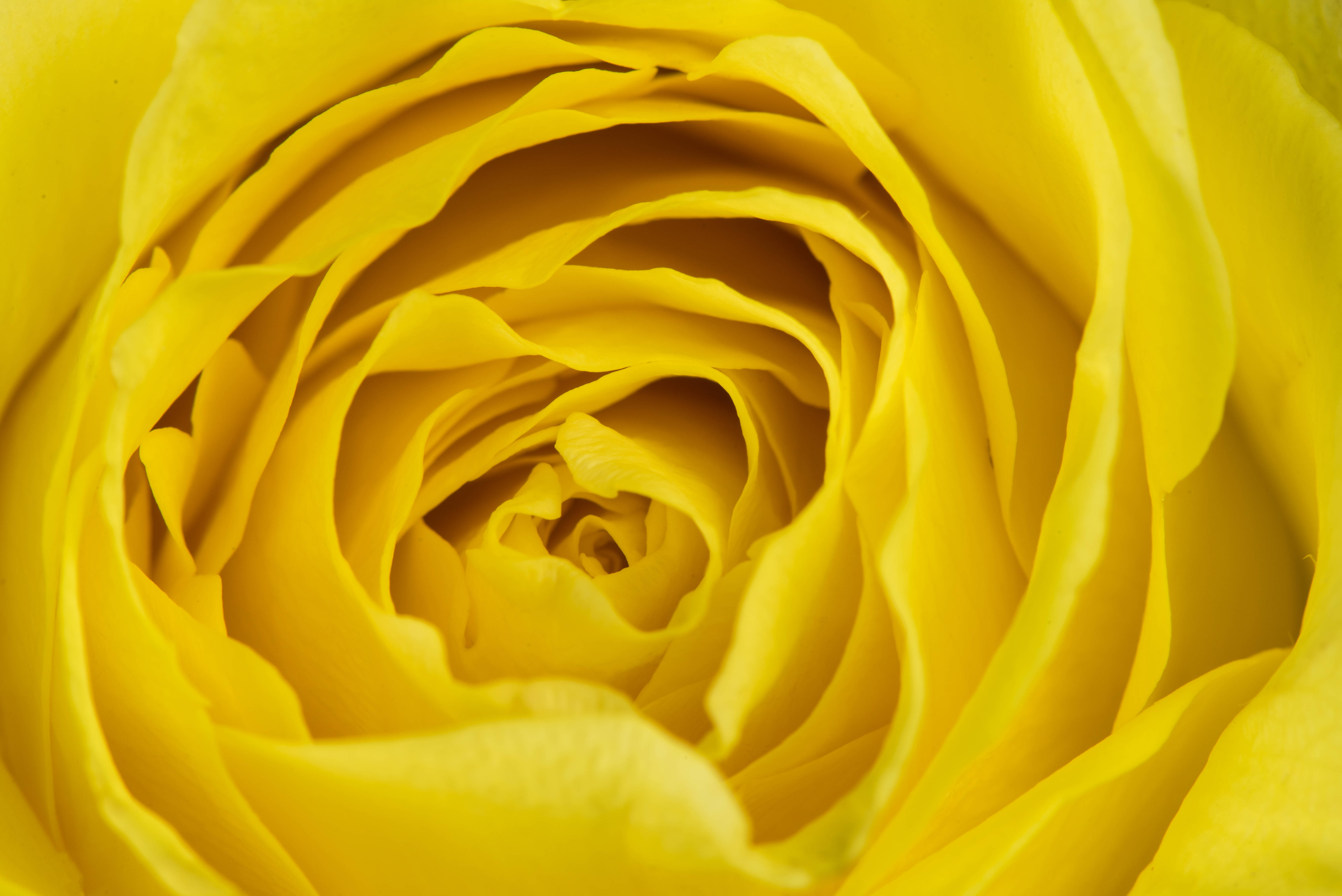 Yellow Aesthetic Laptop Zoomed Rose