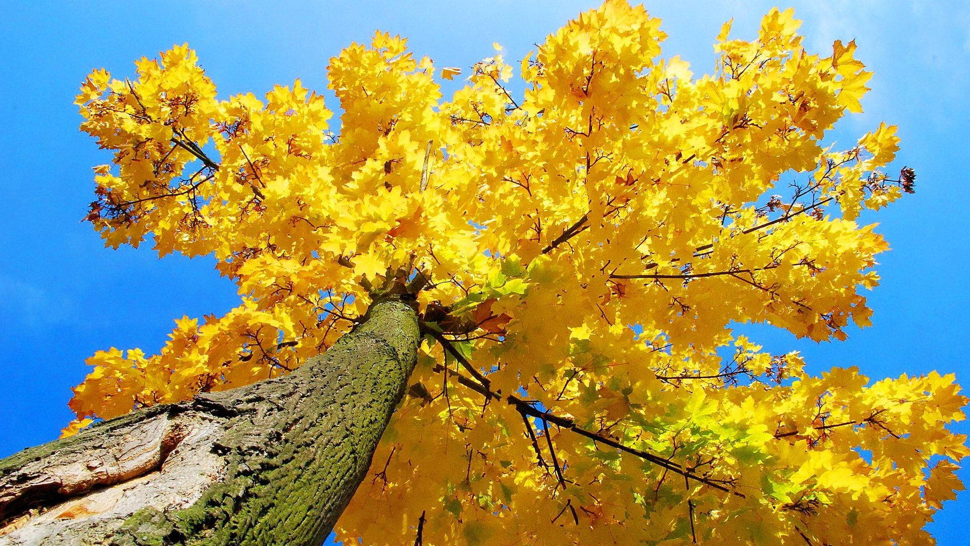 Yellow Aesthetic Maple Tree Background