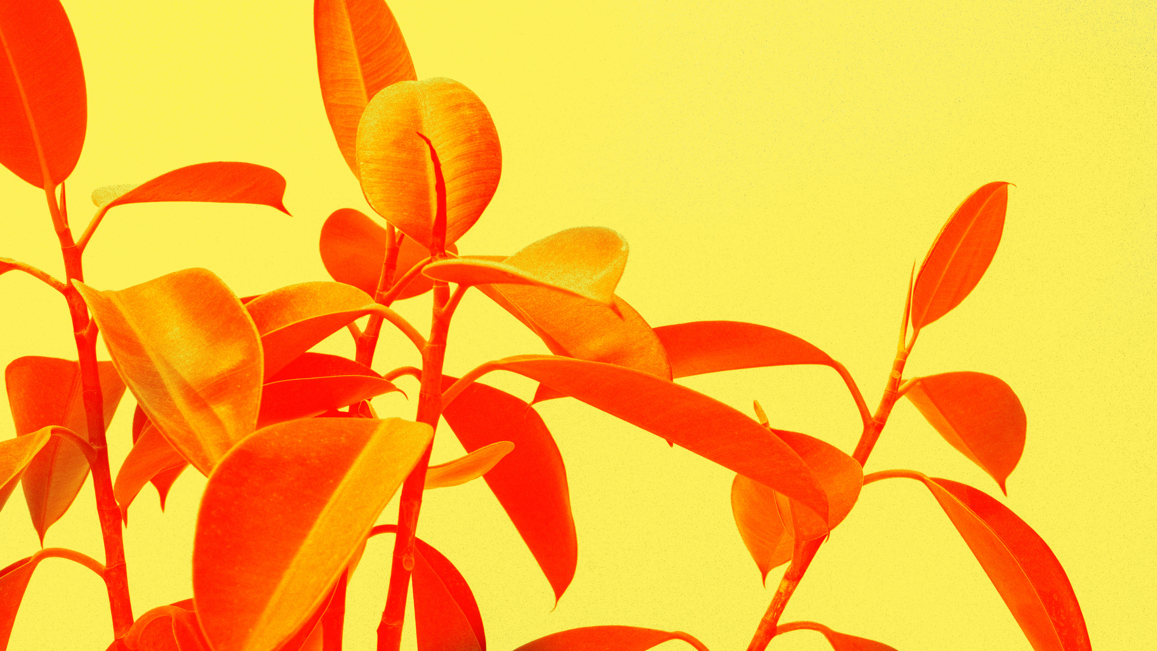 Yellow Aesthetic Minimalist Plant Background