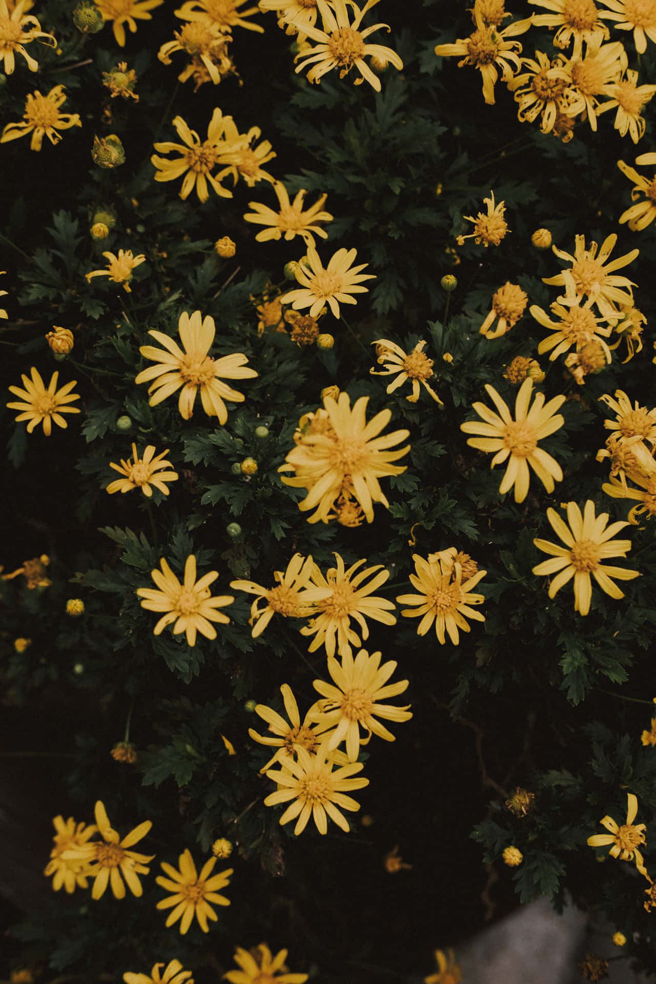 Yellow Aesthetic Phone Daisies Background